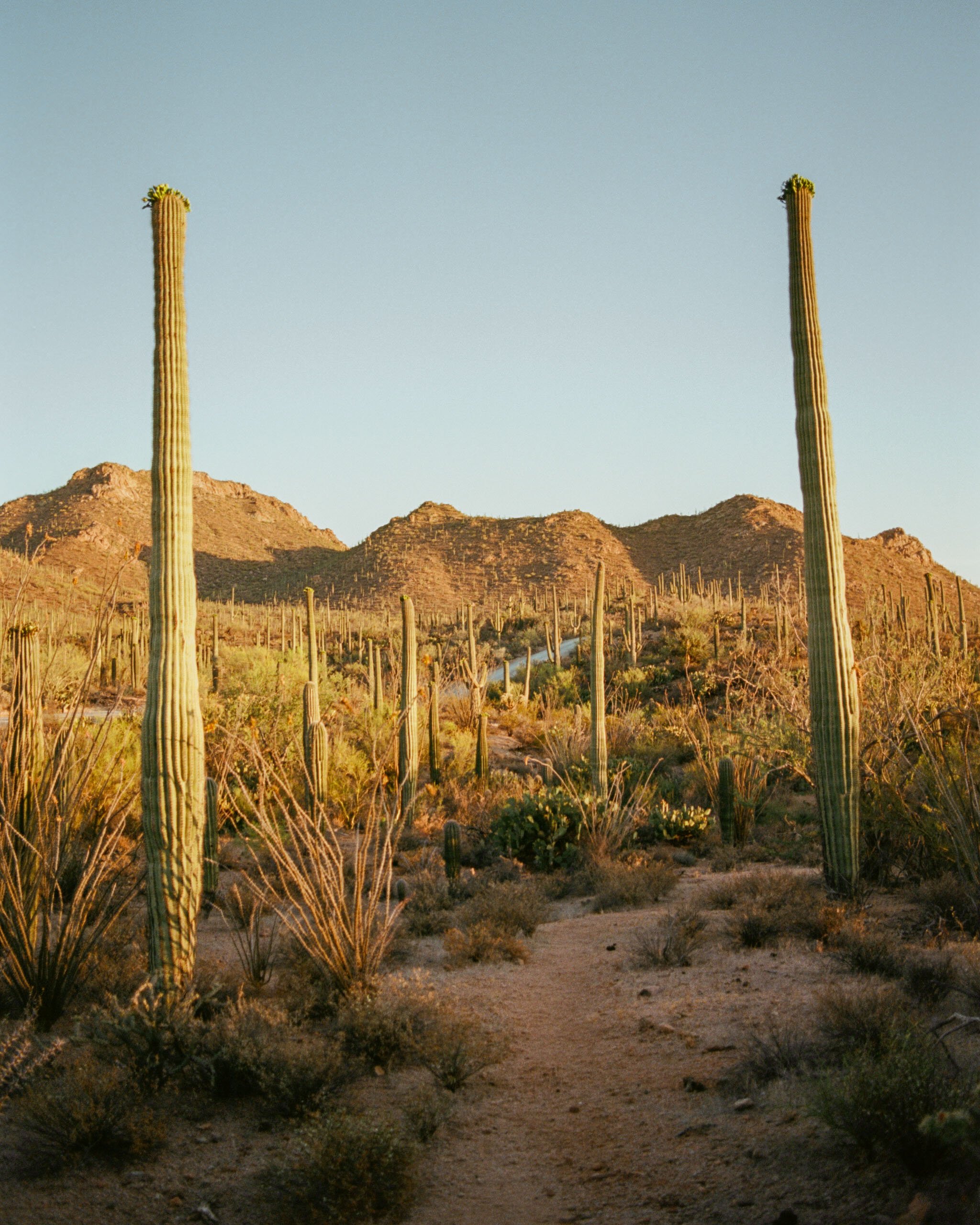 Golden / Saguaro National Park, AZ