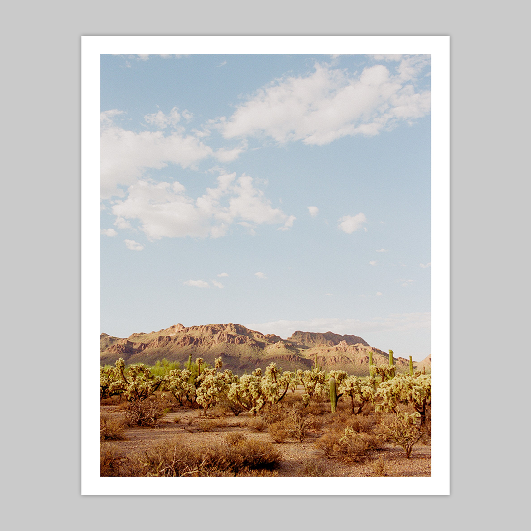 Cholla Fields