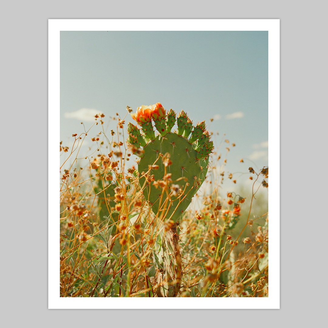 Spring Bloom