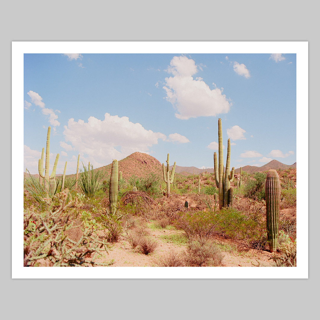Saguaro National Park