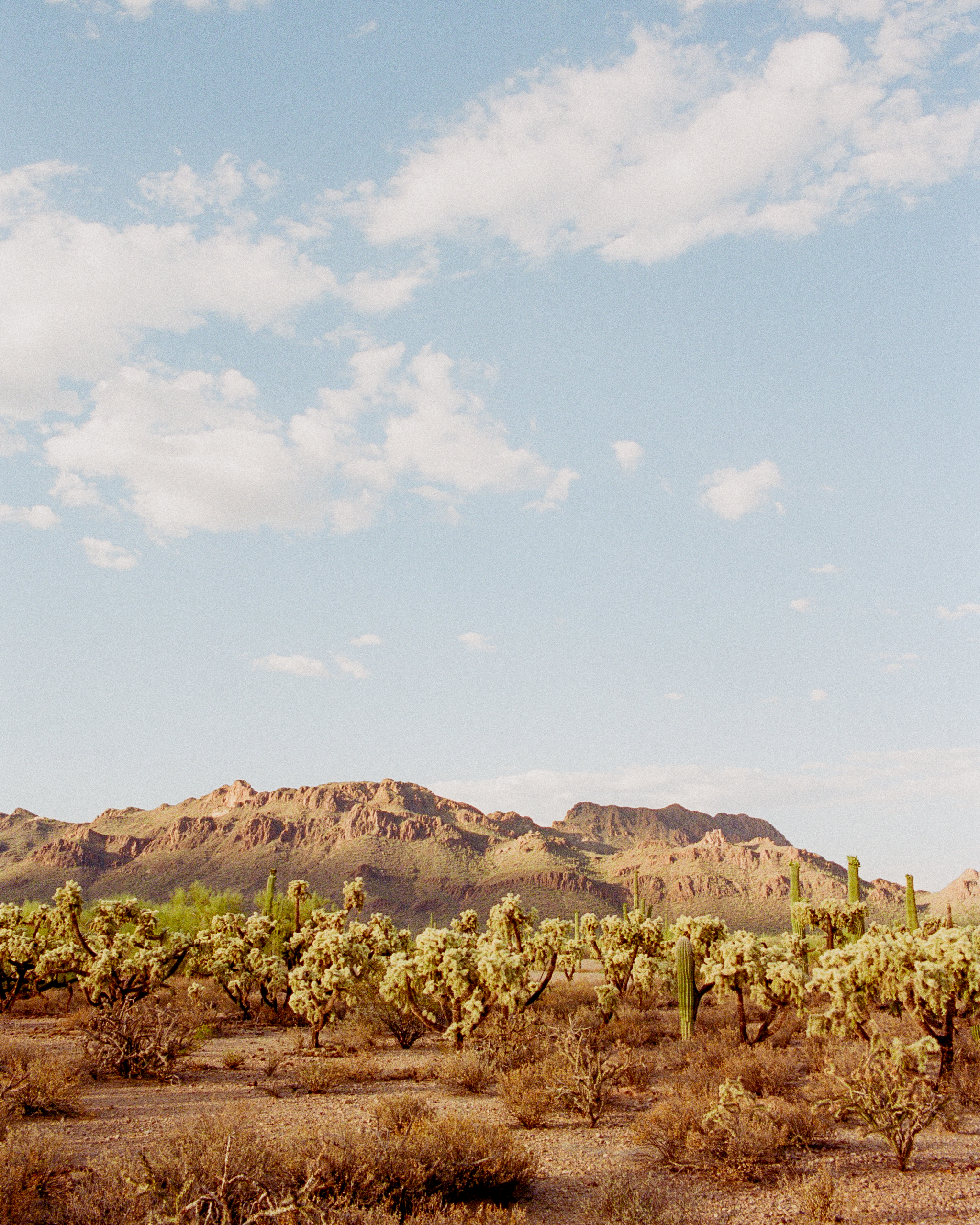 Cholla Fields / Saguaro National Park, AZ
