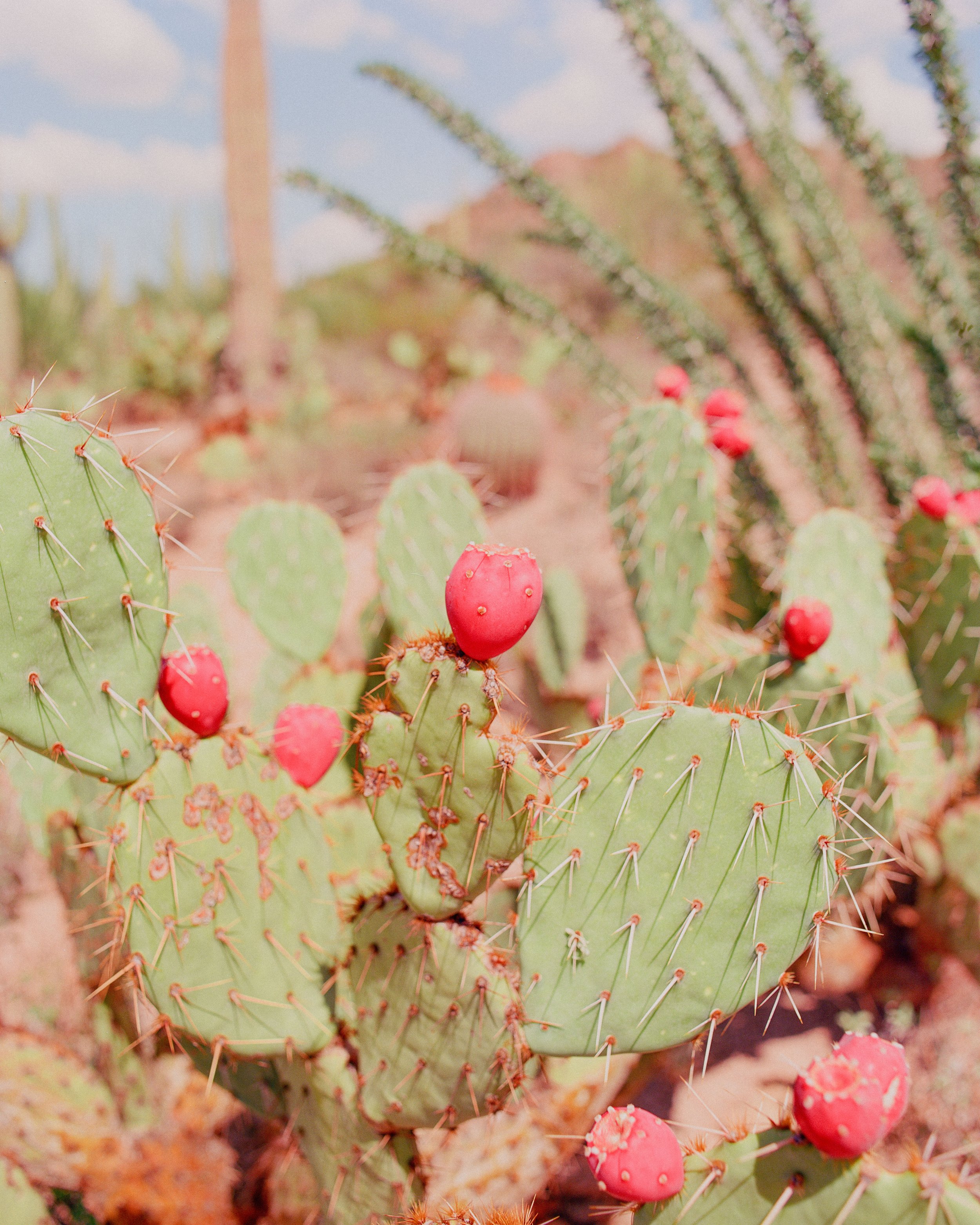 Prickly Blooms / Saguaro National Park, AZ