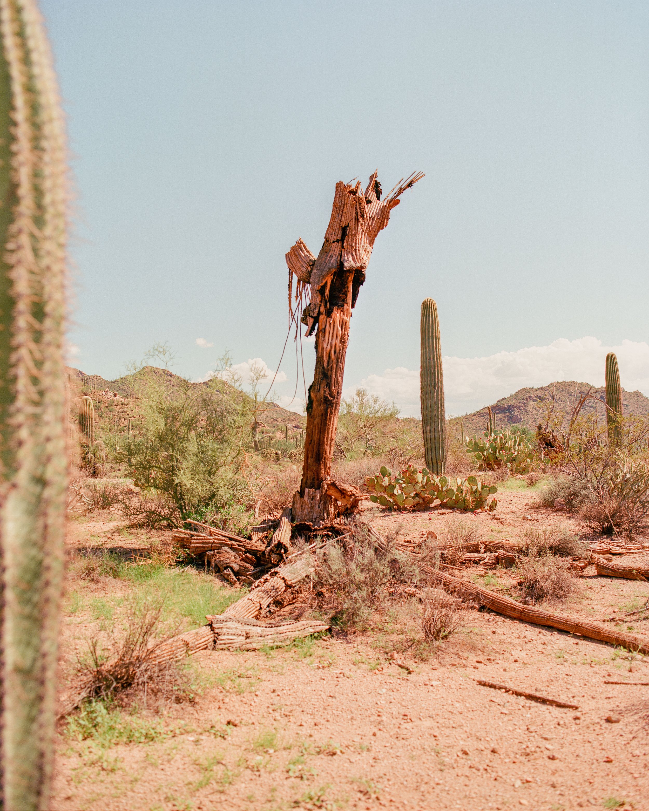 Growth Decline / Saguaro National Park, AZ