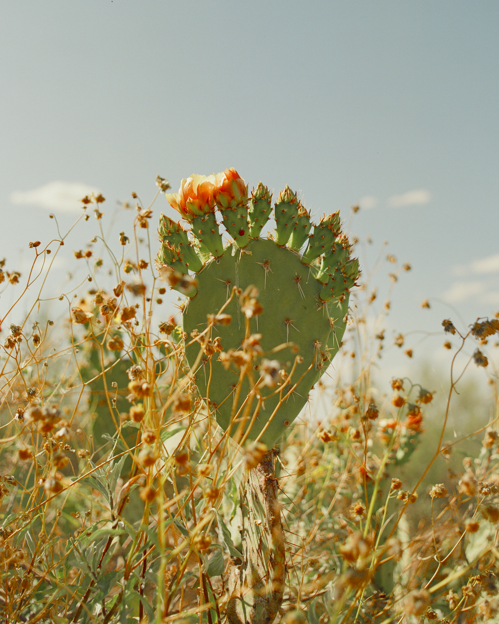 SpringBloom_Small.png