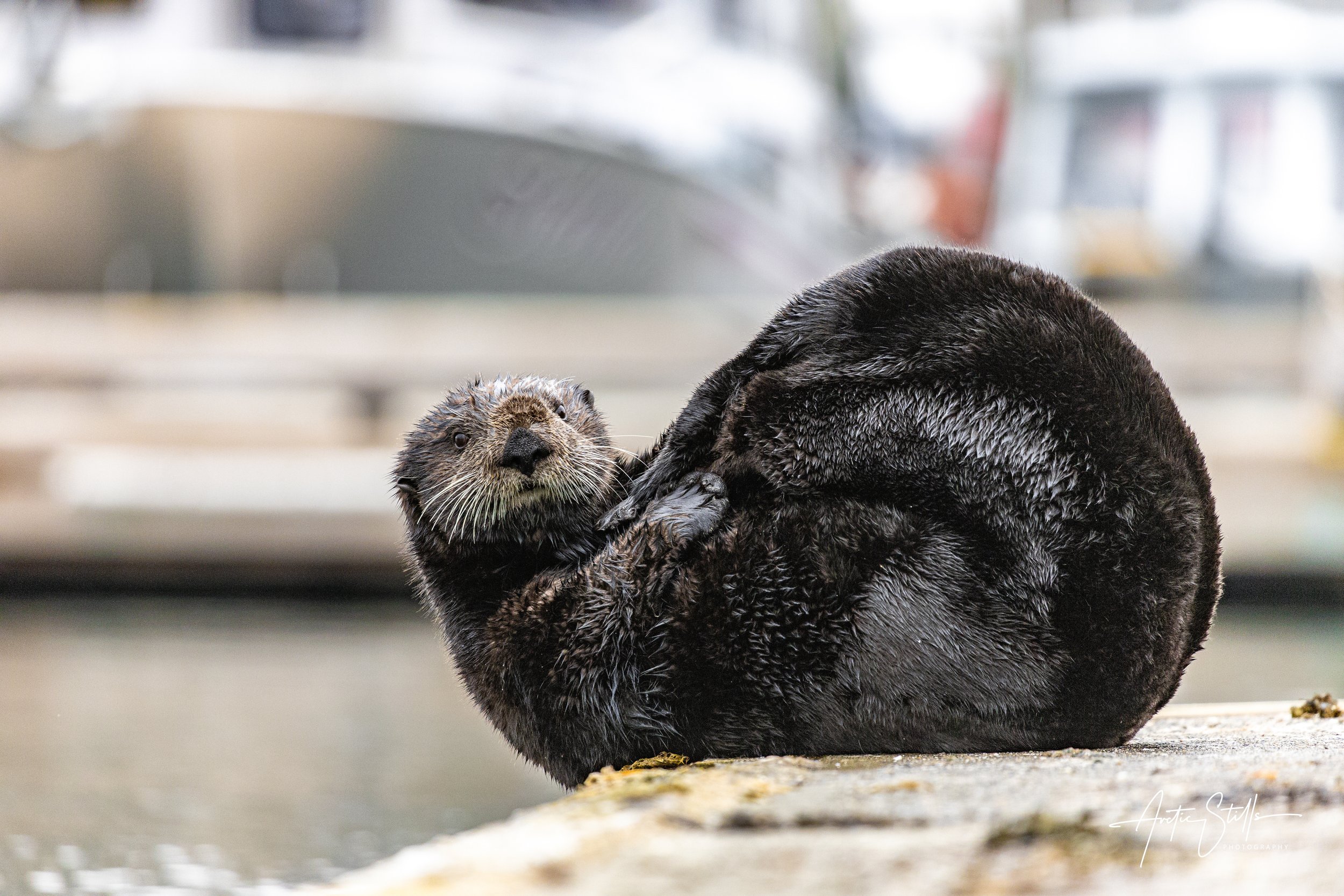 Otter 3 Sig.jpeg