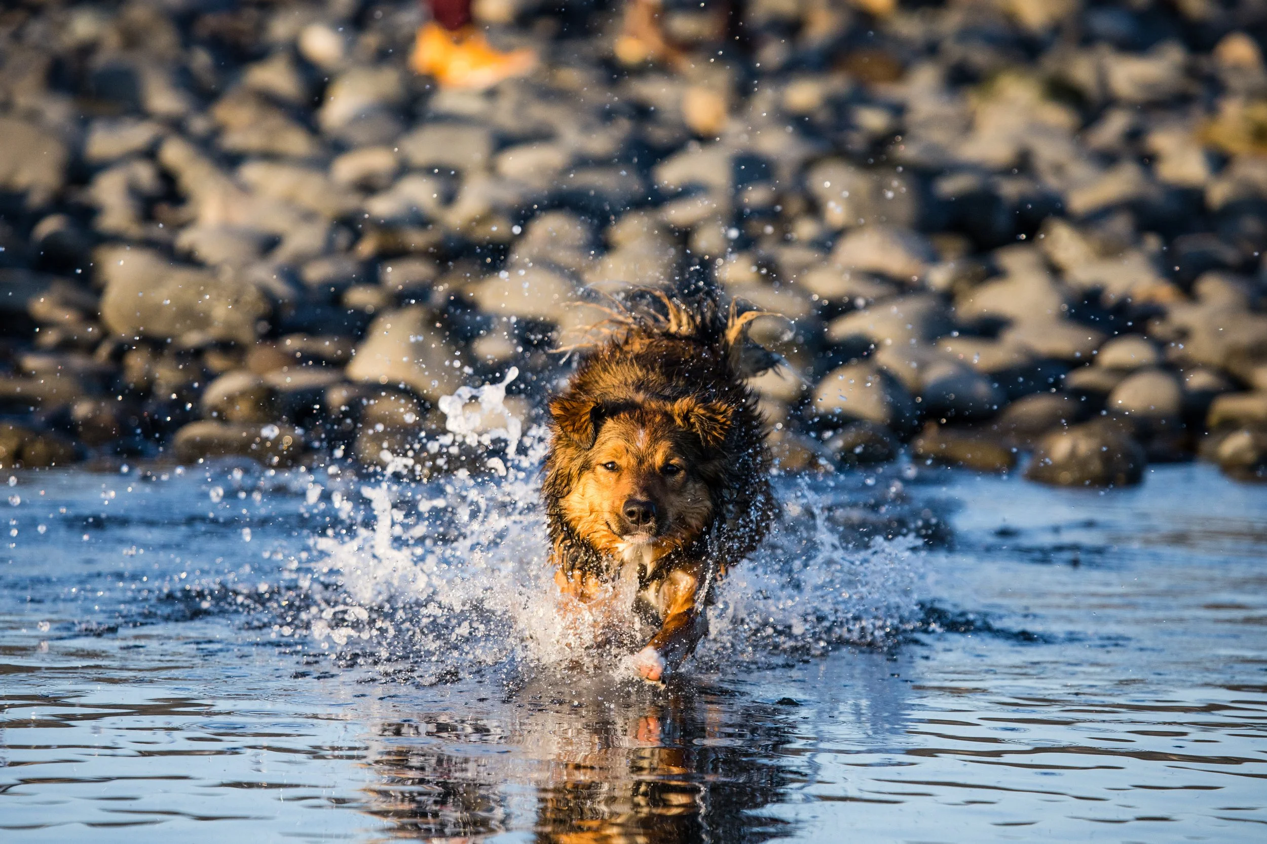 Gila Running.jpg
