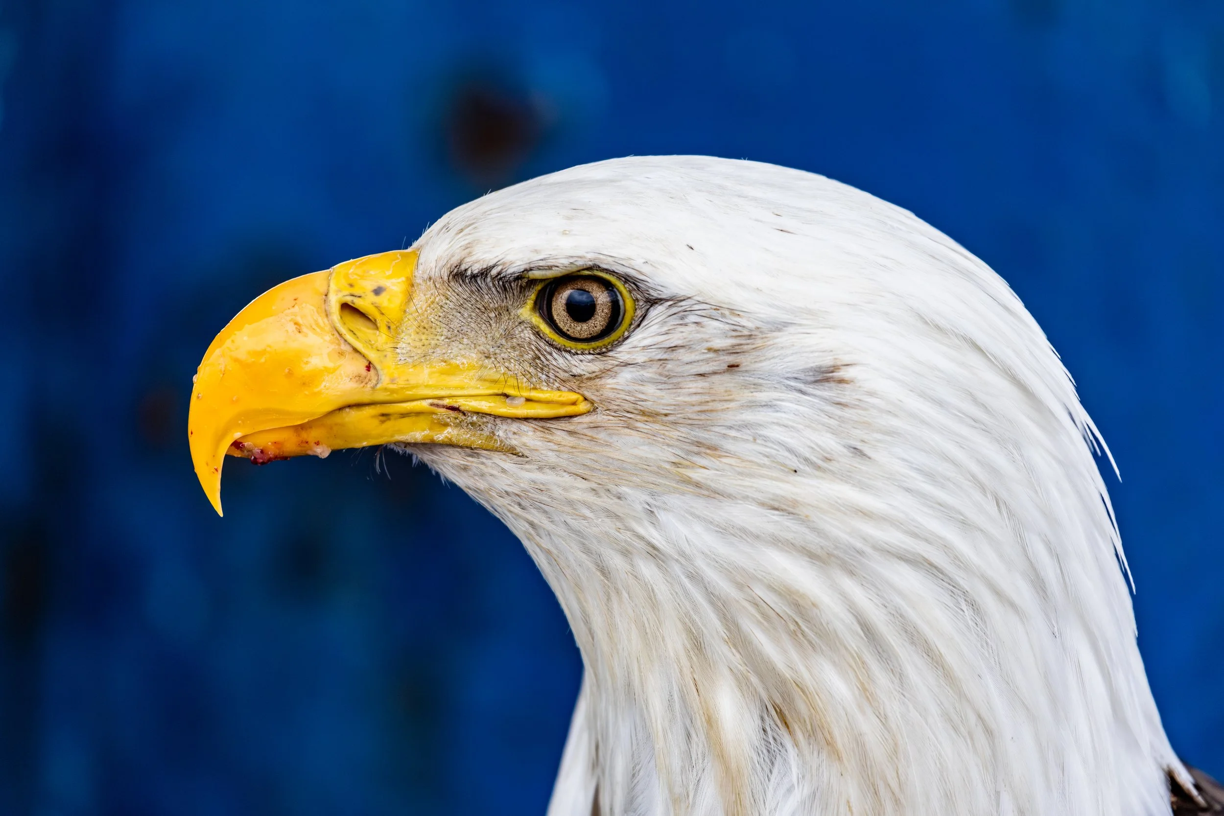 Eagle Head.jpg
