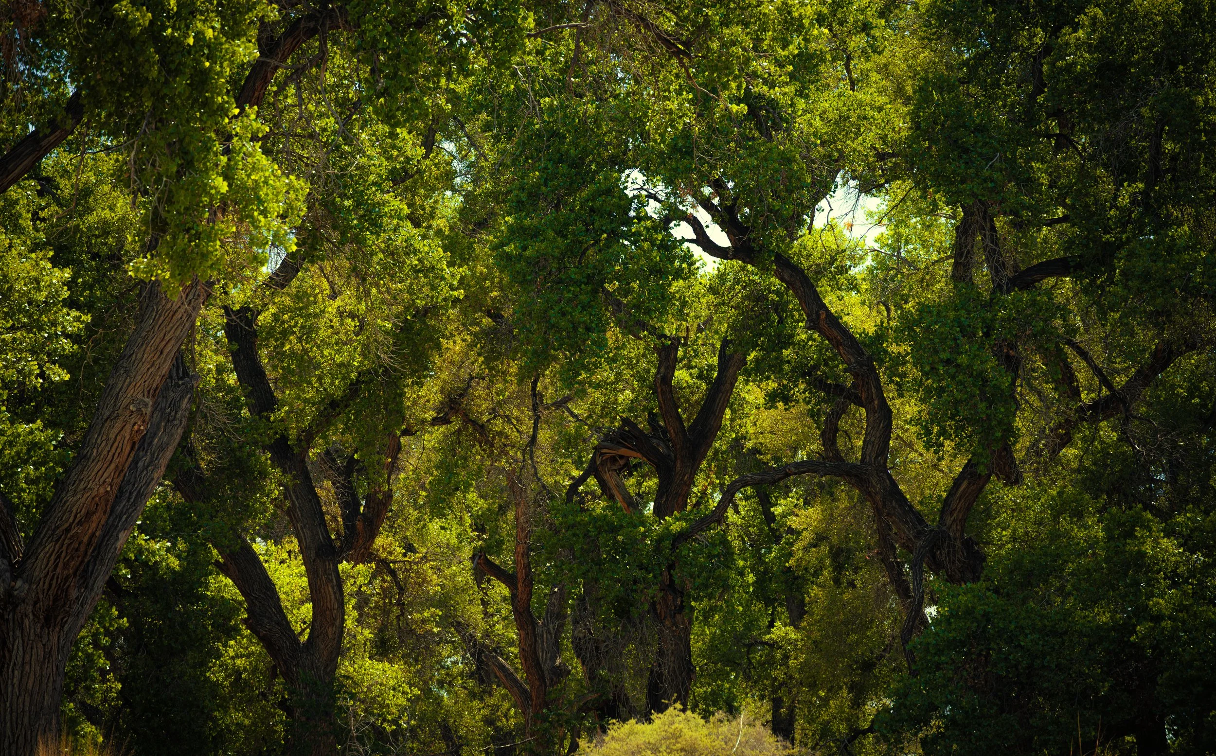 Enchanted Cottonwoods