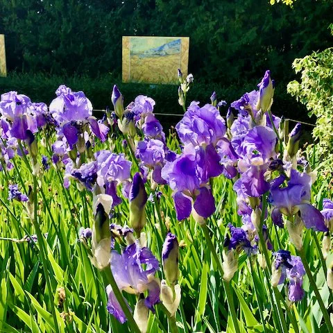 VanGhogh-irises-1.jpeg