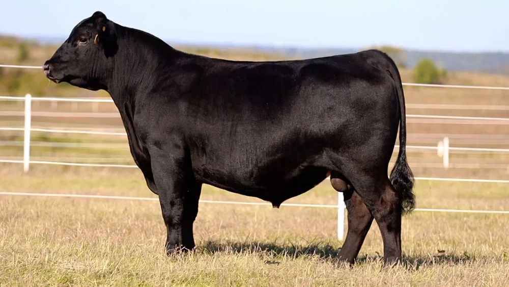 Williams Jonesboro 700602 Semen — The Judge Source LLC