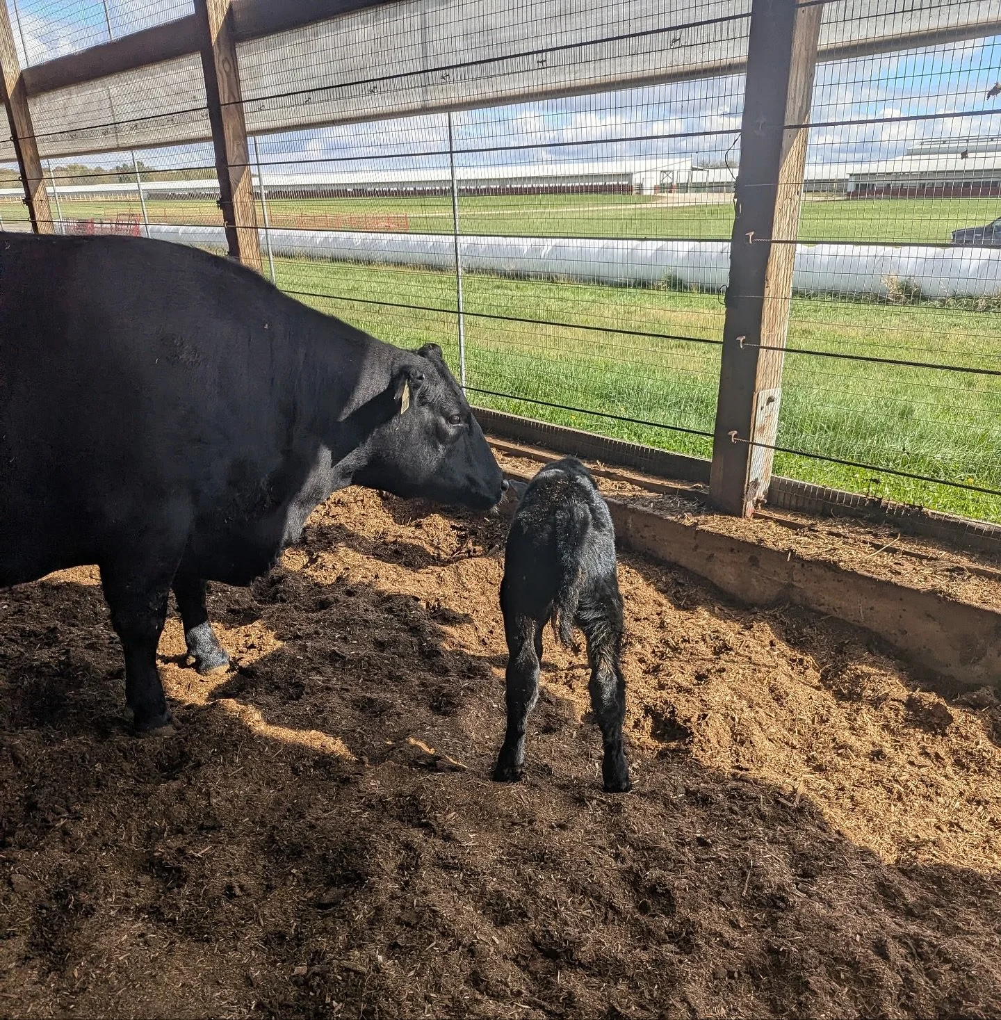 🗣️𝐔𝐩𝐝𝐚𝐭𝐞 𝐘𝐨𝐮𝐫 𝐂𝐚𝐭𝐚𝐥𝐨𝐠 ➡️ 𝗟𝗼𝘁 𝟮 𝗕𝗔𝗥 𝗦𝘂𝗻𝗯𝗲𝗮𝗺 𝗼𝗳 𝗖𝗹𝗮𝗿𝗶𝘁𝘆 𝟮𝟮𝟮𝟭 𝗵𝗮𝘀 𝗵𝗮𝗱 𝗮 𝗯𝘂𝗹𝗹 𝗰𝗮𝗹𝗳, 𝘀𝗶𝗿𝗲𝗱 𝗯𝘆 𝗘𝗪𝗔 𝗖𝗮𝗽𝘁𝗮𝗶𝗻! A sure herd sire in his future days&hellip;

𝗧𝗵𝗲 𝗦𝗼𝘂𝗿𝗰𝗲 𝗦𝗲𝘀