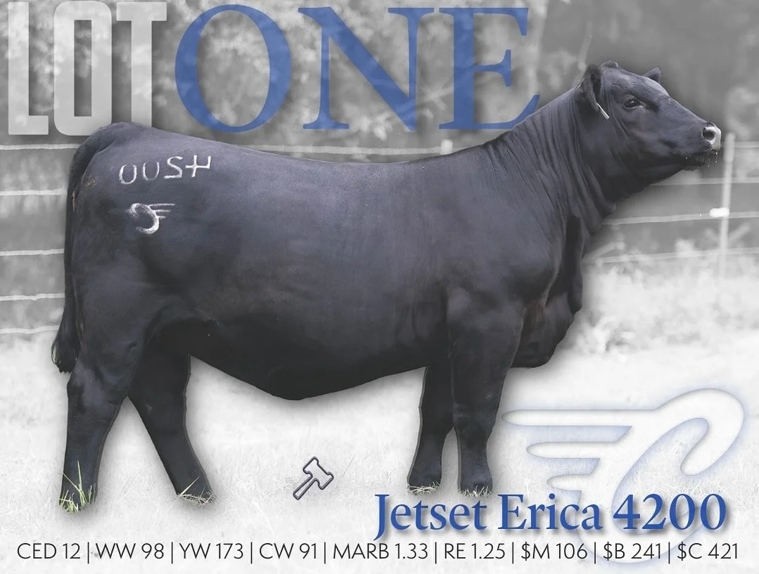 𝙱𝚞𝚢𝚒𝚗𝚐 𝚐𝚛𝚎𝚊𝚝 𝚌𝚘𝚠𝚜 𝚠𝚘𝚗&rsquo;𝚝 𝚝𝚞𝚛𝚗 𝚢𝚘𝚞 𝚋𝚕𝚞𝚎.

We can start with her:

𝗟𝗼𝘁 𝟭 :: 𝗝𝗘𝗧𝗦𝗘𝗧 𝗘𝗥𝗜𝗖𝗔 𝟰𝟮𝟬𝟬
𝙰𝙰𝙰 𝟸𝟷𝟶𝟽𝟷𝟺𝟼𝟻

A multi-trait standout who knows she&rsquo;s good! This yearling heifer is pois