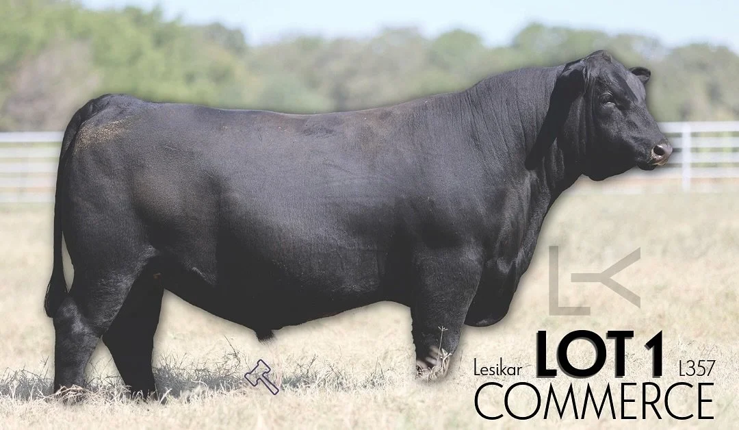 𝙷𝚎 𝚠𝚊𝚕𝚔𝚜 𝚑𝚒𝚜 𝚘𝚠𝚗 𝚠𝚊𝚕𝚔...

𝗟𝗼𝘁 𝟭 ✪ 𝗟𝗘𝗦𝗜𝗞𝗔𝗥 𝗖𝗢𝗠𝗠𝗘𝗥𝗖𝗘 𝗟𝟯𝟱𝟳

A calving-ease, expansive growth profile highlight the traditional Angus aspects commercial cattlemen and women have been depending on for years, and wit