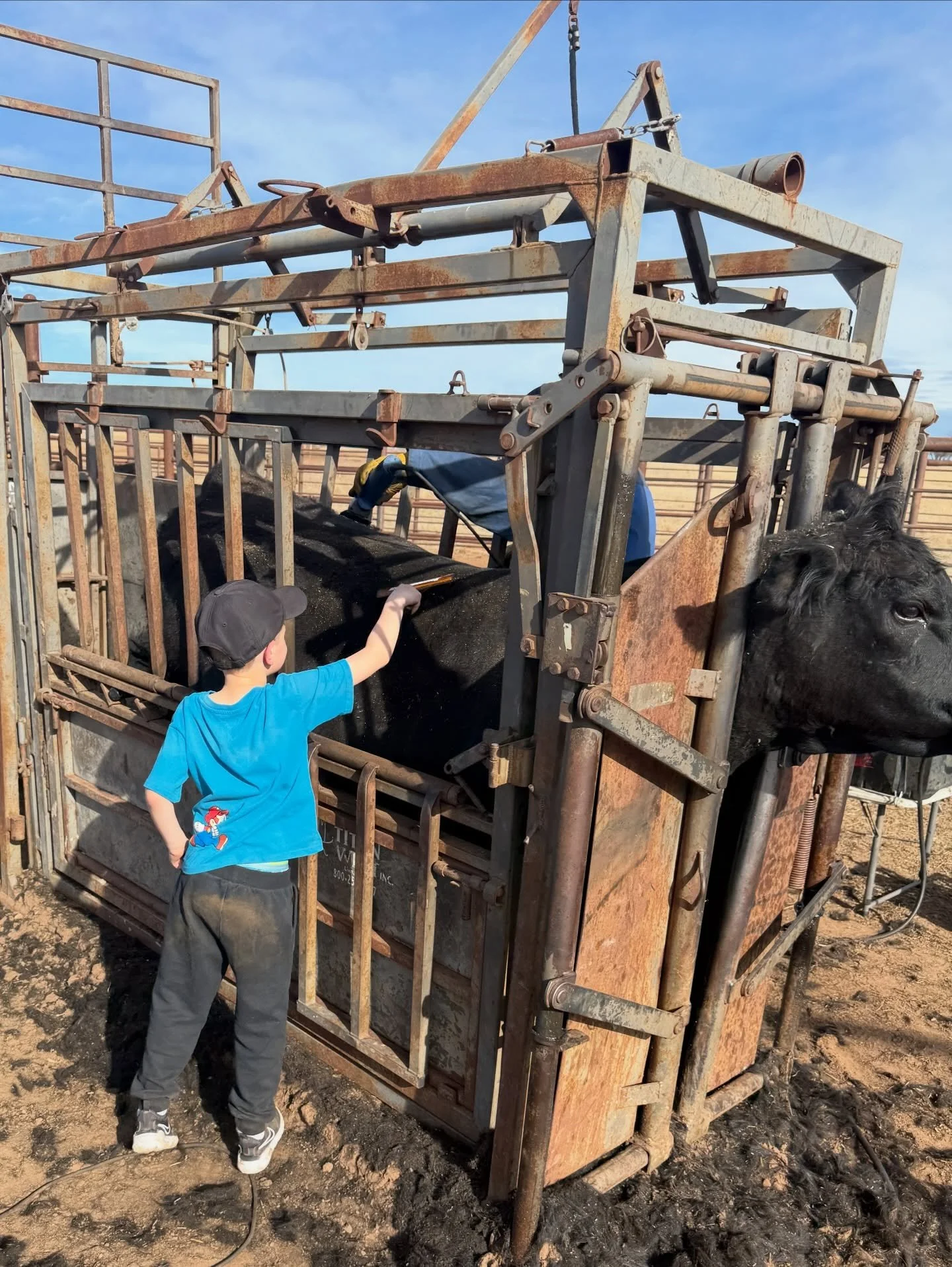 𝚃𝚑𝚎 𝚋𝚘𝚢𝚜 𝚊𝚛𝚎 𝚋𝚊𝚌𝚔 𝚊𝚝 𝚒𝚝 ⇝ 𝚜𝚊𝚕𝚎𝚜 𝚙𝚛𝚎𝚙 𝚊𝚗𝚍 𝚙𝚑𝚘𝚝𝚘𝚜 𝚒𝚗 𝚏𝚞𝚕𝚕 𝚜𝚠𝚒𝚗𝚐!

Spring sales loading! 

#cattle #cattlesales #angus #livestockmarketing #angusbulls