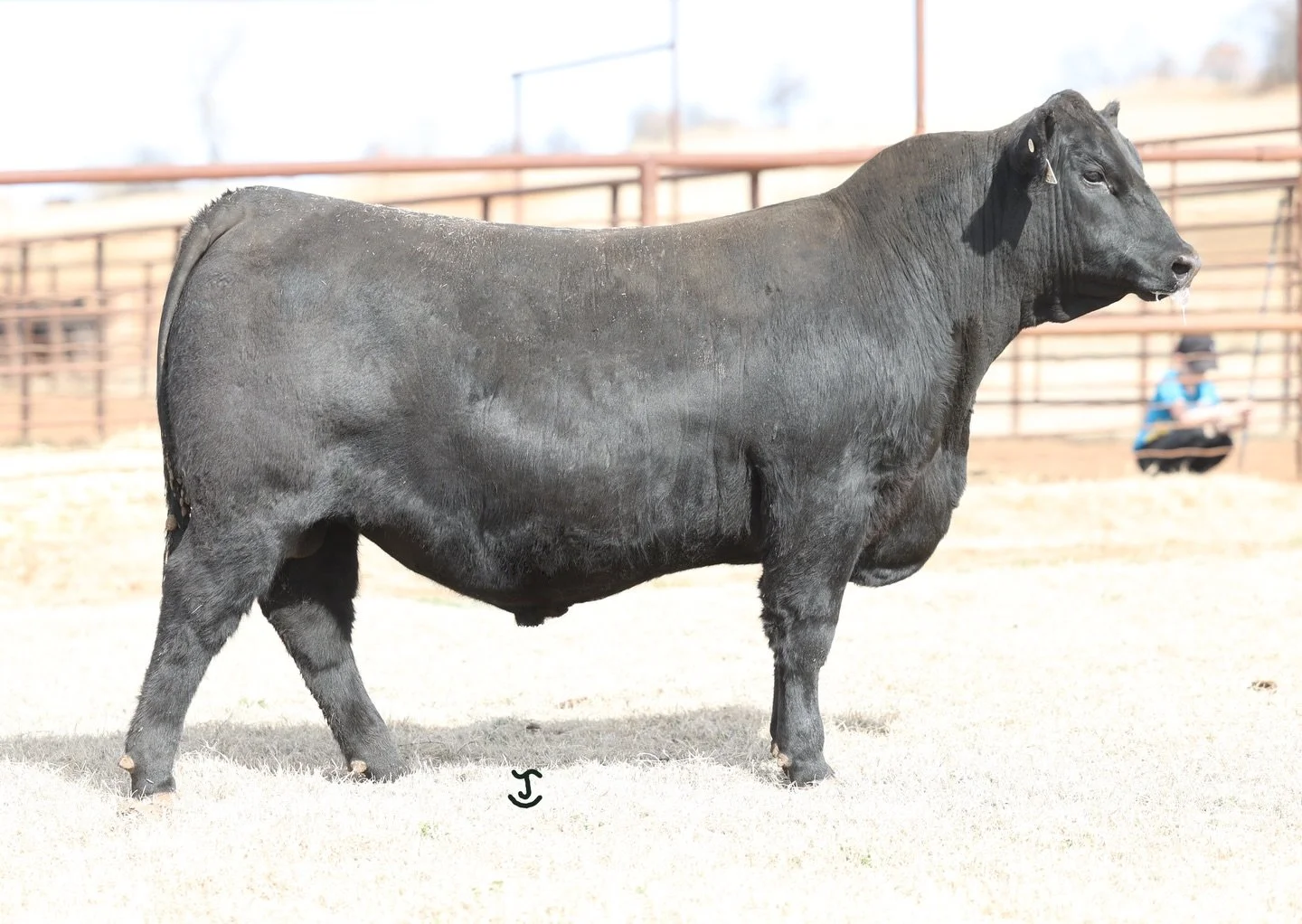 𝙼𝚘𝚛𝚎 𝚘𝚗 𝚝𝚑𝚒𝚜 𝚋𝚞𝚕𝚕 𝚜𝚘𝚘𝚗...𝚟𝚎𝚛𝚢 𝚜𝚘𝚘𝚗.

For me, it&rsquo;s the kid in the back. As I&rsquo;ve said so many times before, we&rsquo;re a family business. All of the clipping, torching, and picturing was done last week by Joel Jud