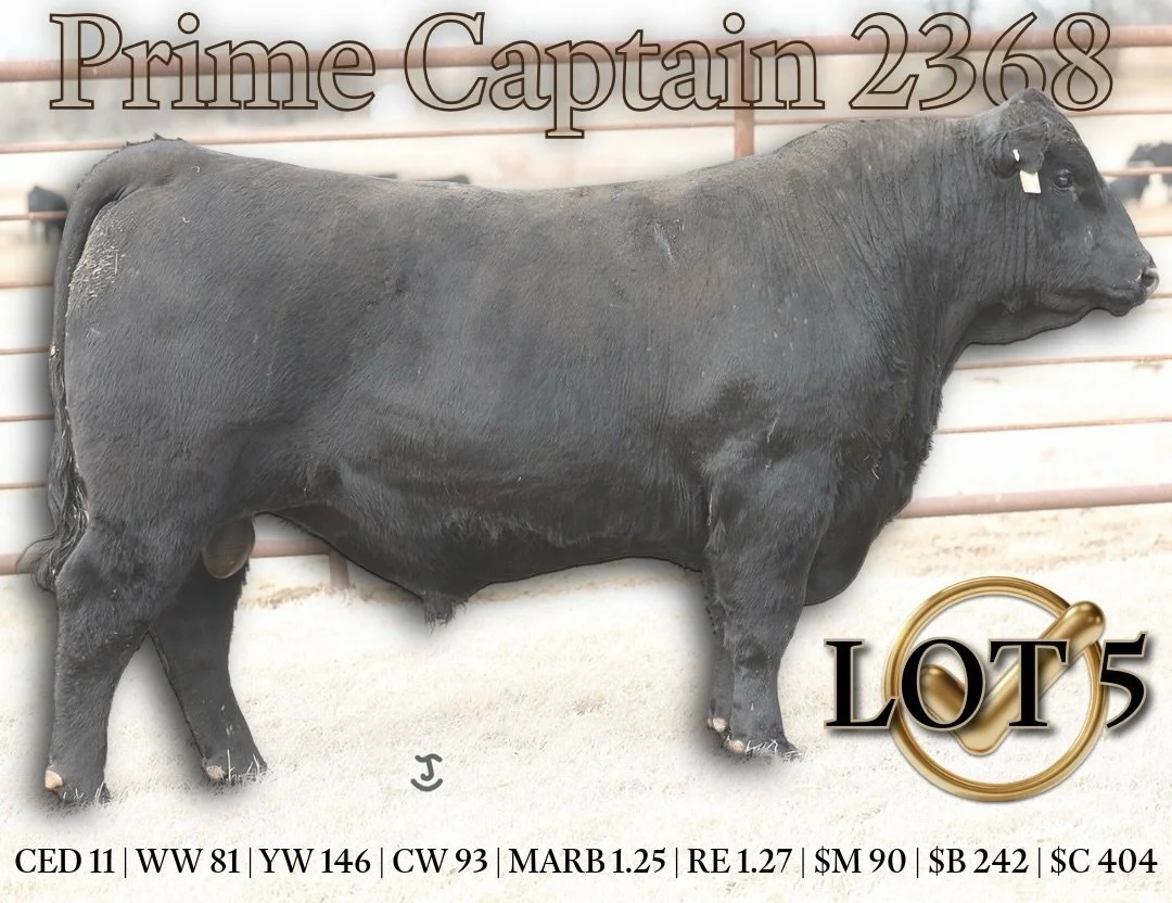 𝗟𝗼𝘁 𝟱: 𝗣𝗿𝗶𝗺𝗲 𝗖𝗮𝗽𝘁𝗮𝗶𝗻 𝟮𝟯𝟲𝟴
 
This big-boned, big-footed, ruggedly correct man-bull stands to make a positive impact in any herd looking to calve with ease and surge their carcass traits within the next generation! He&rsquo;s featur