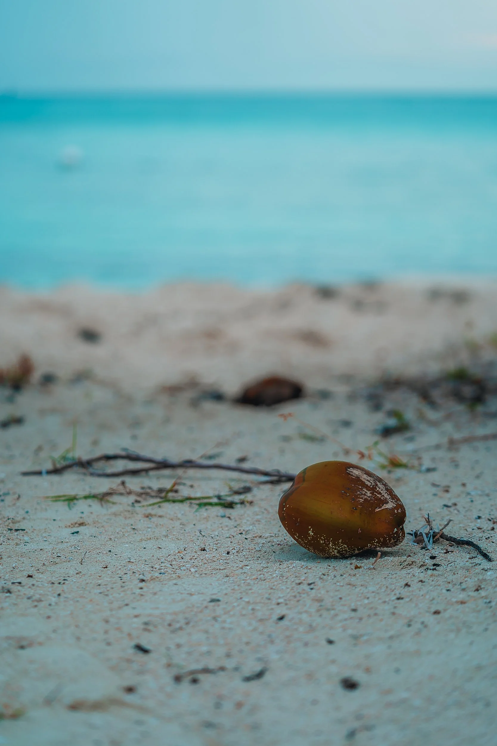 A coconut lying on sandy beach near blue ocean water.