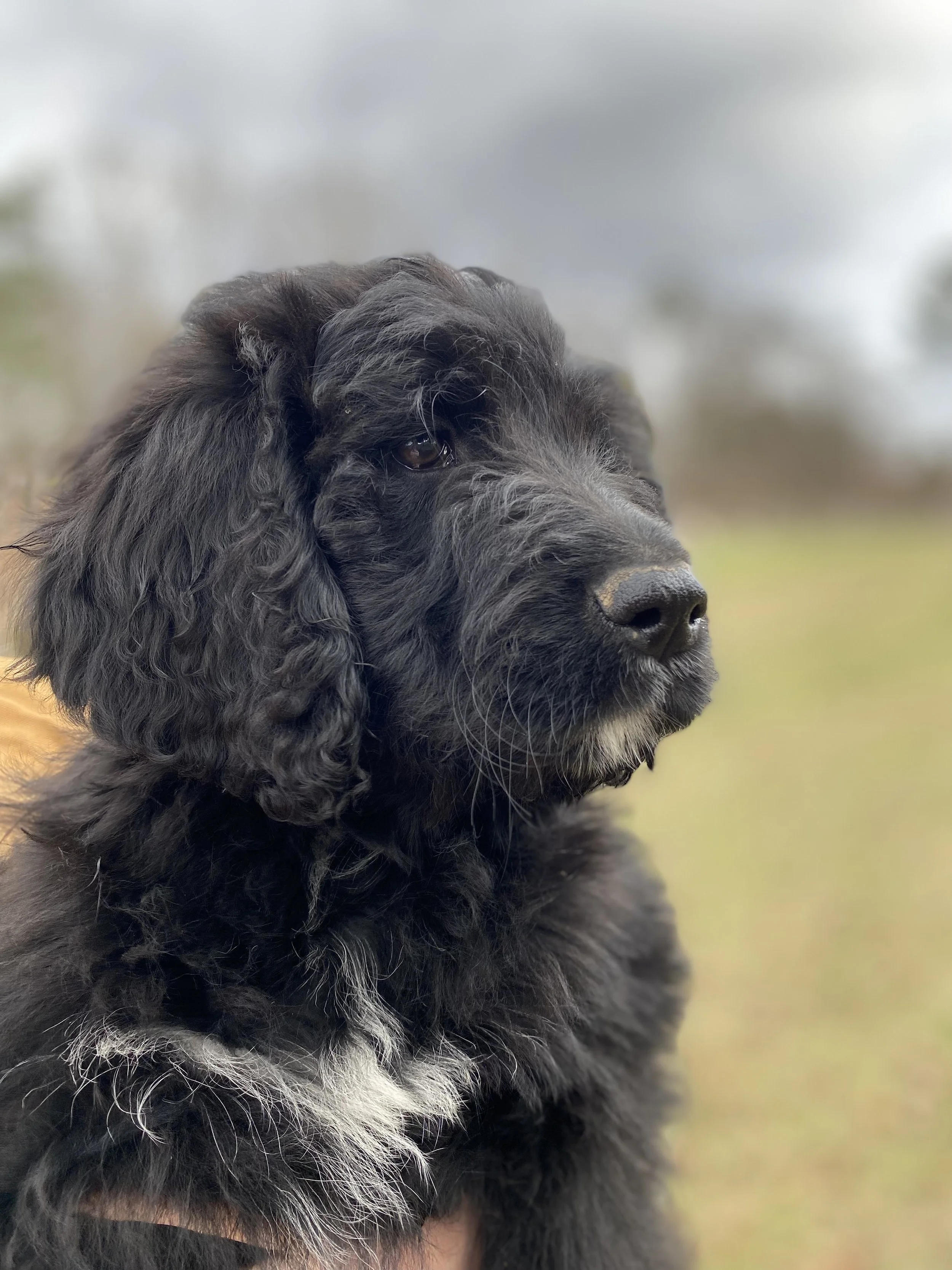 Black fluffy dog with wavy fur looking sideways against a blurred natural background.