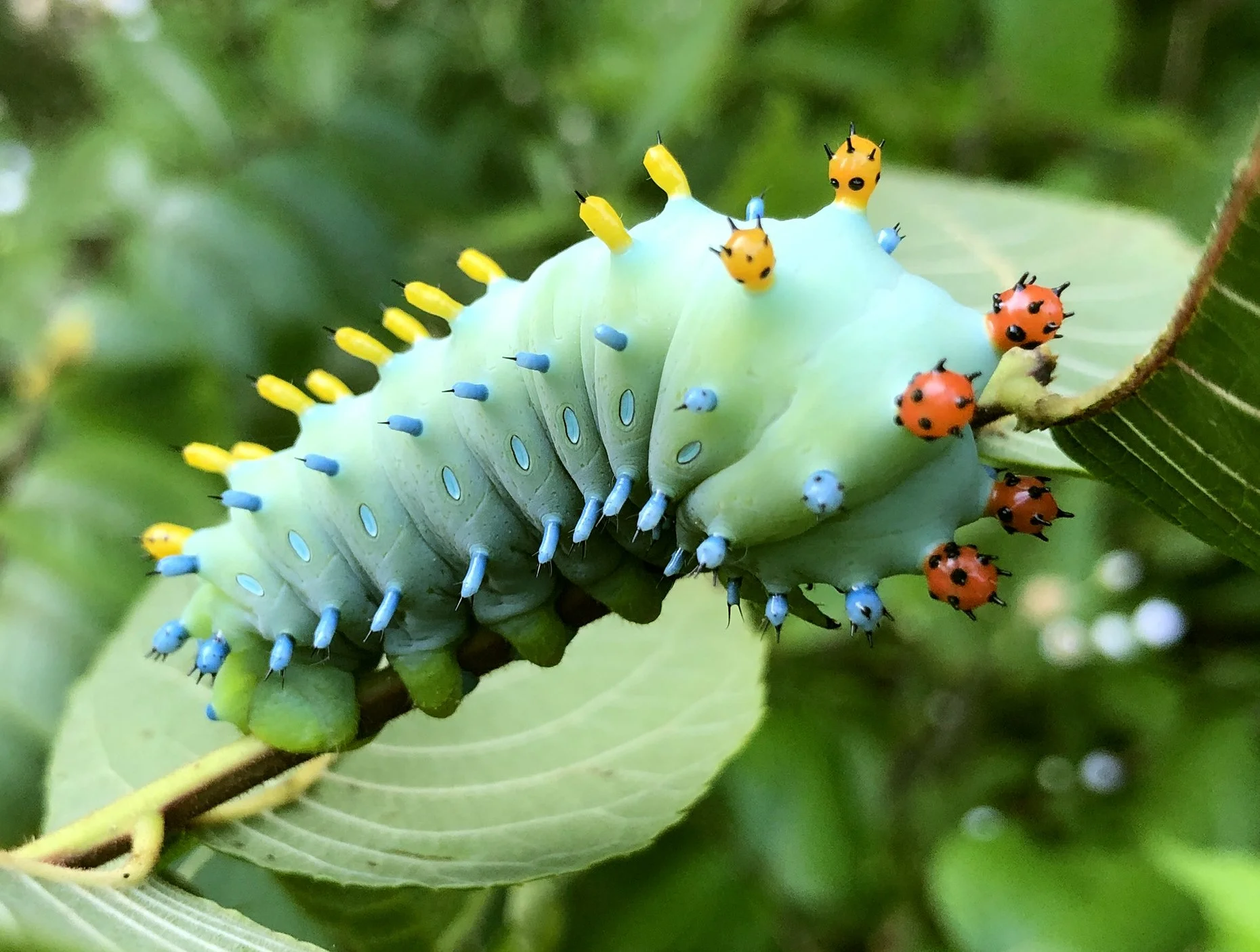 Caterpillooza