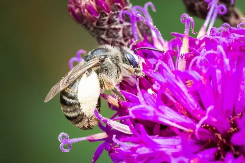 Disect Bee Bee Diversity — Northeast Wildlife Team