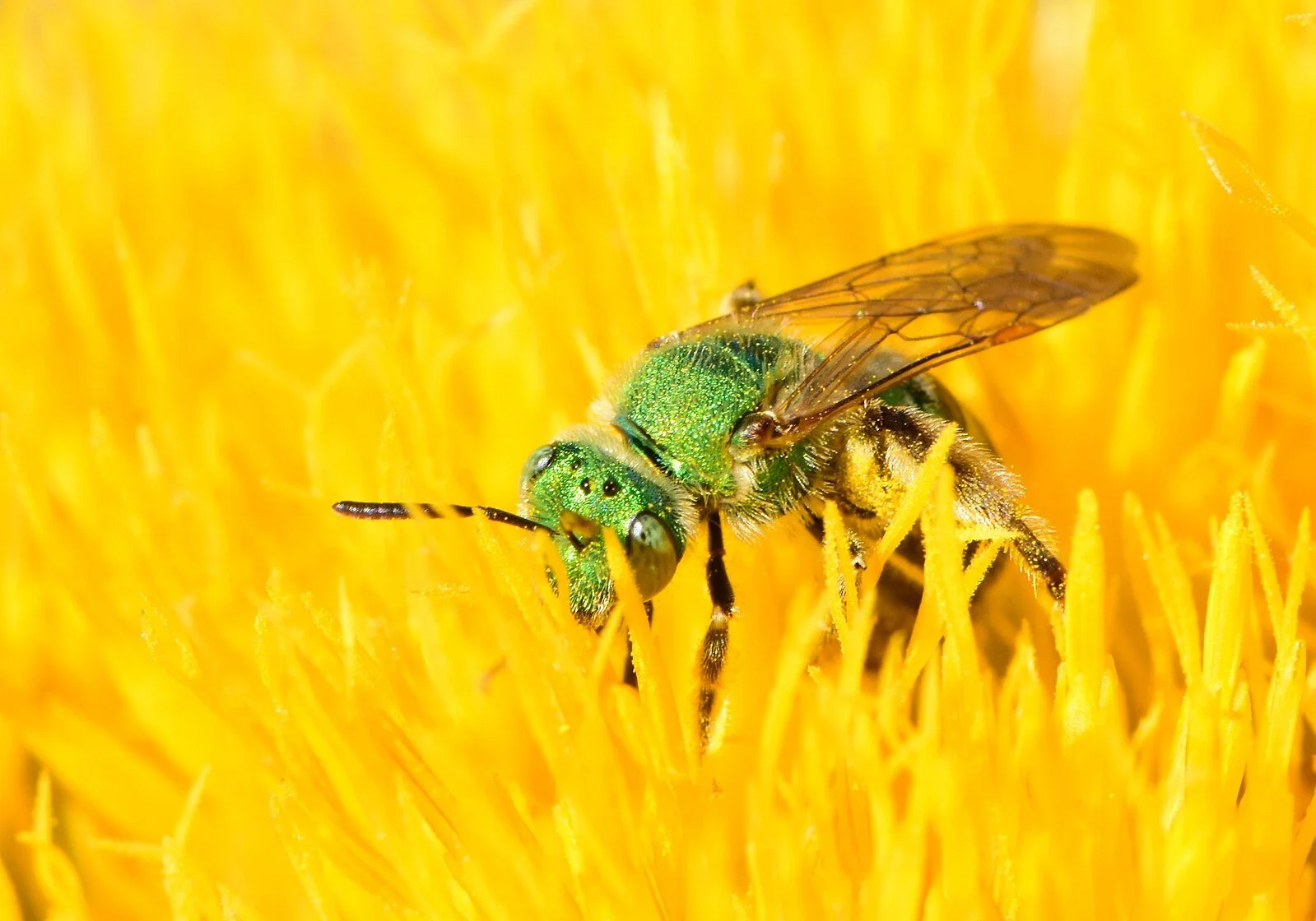 Wildlife Presentation Series — Northeast Wildlife Team