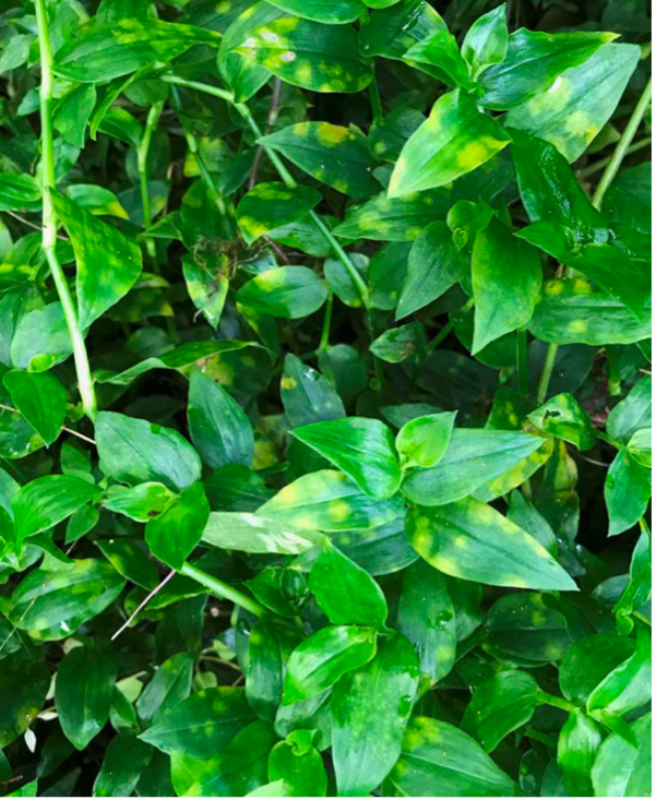   Tradescantia fluminensis infected with Kordyana brasiliensis, Courtesy CSIRO  