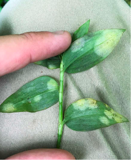   Tradescantia fluminensis infected with Kordyana brasiliensis, Courtesy CSIRO  