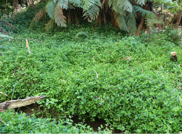 Can there be any good news about weeds? Turns out, yes, but not much…