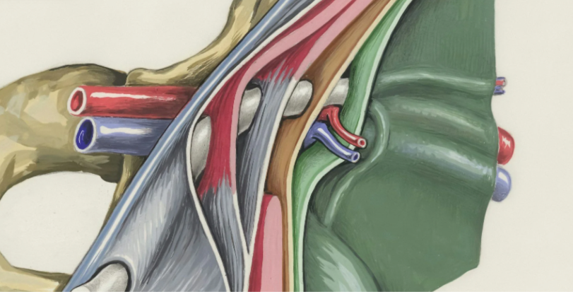 Thyroid Health and Digestion: How Thyroid Dysfunction Impacts Gut Health, Energy, and Hormones