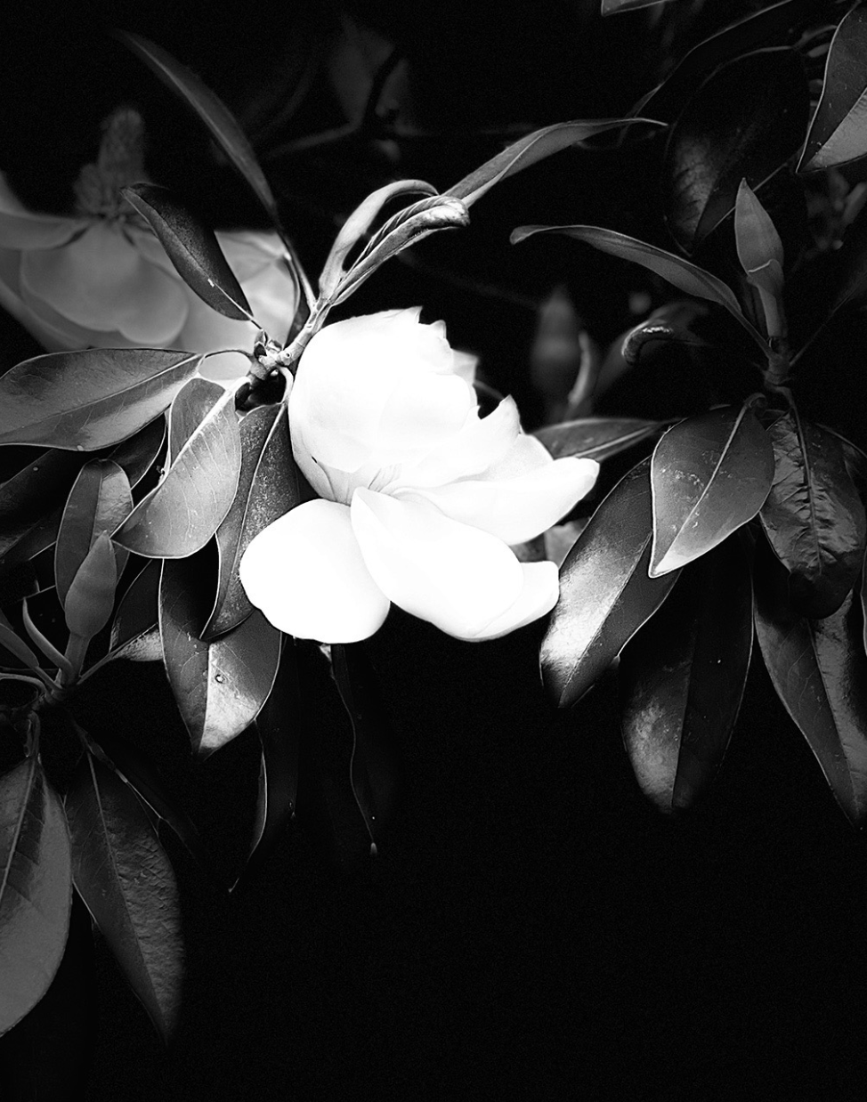 Olive, a Wind Artist, 2023