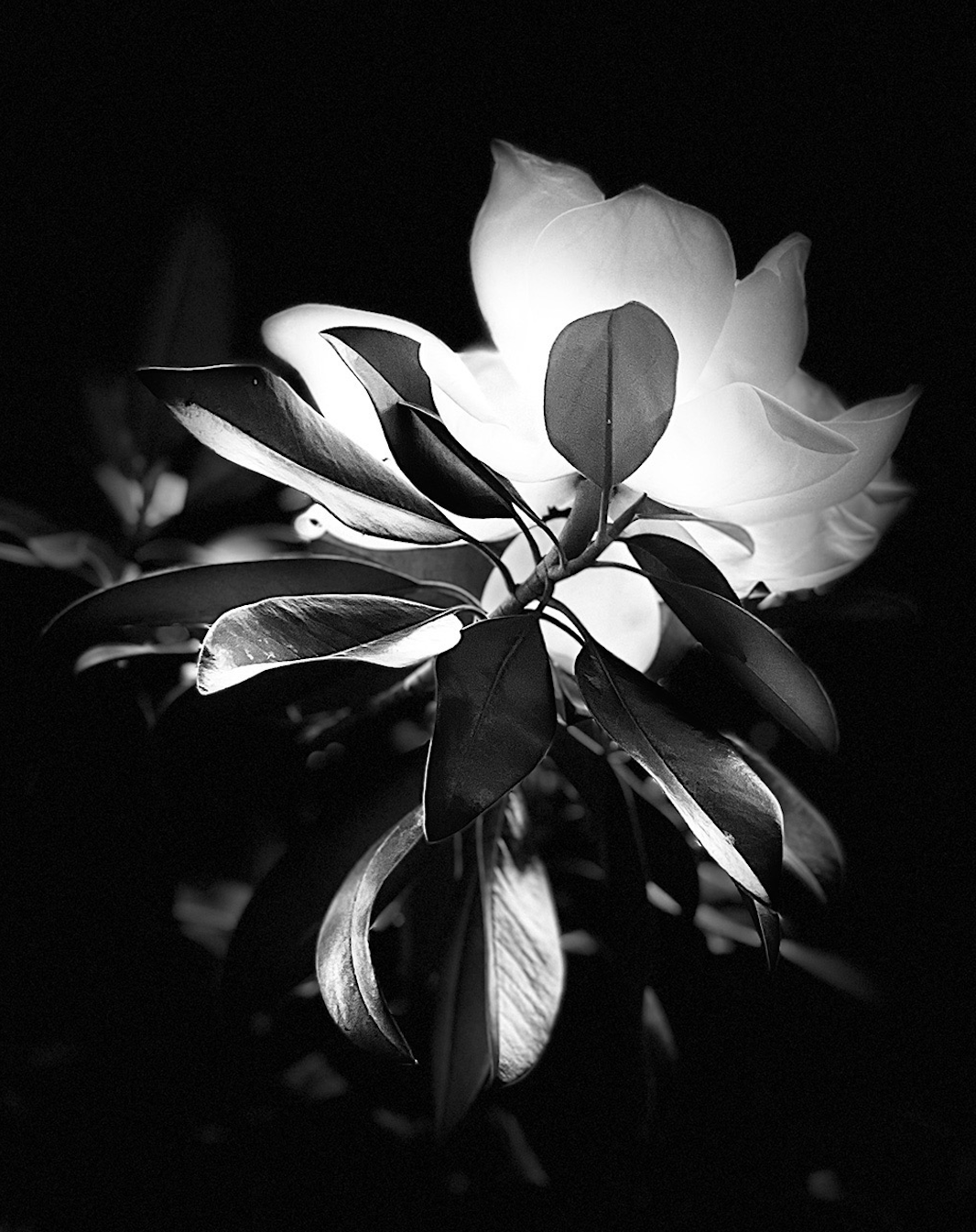 Paloma, a Wind Artist