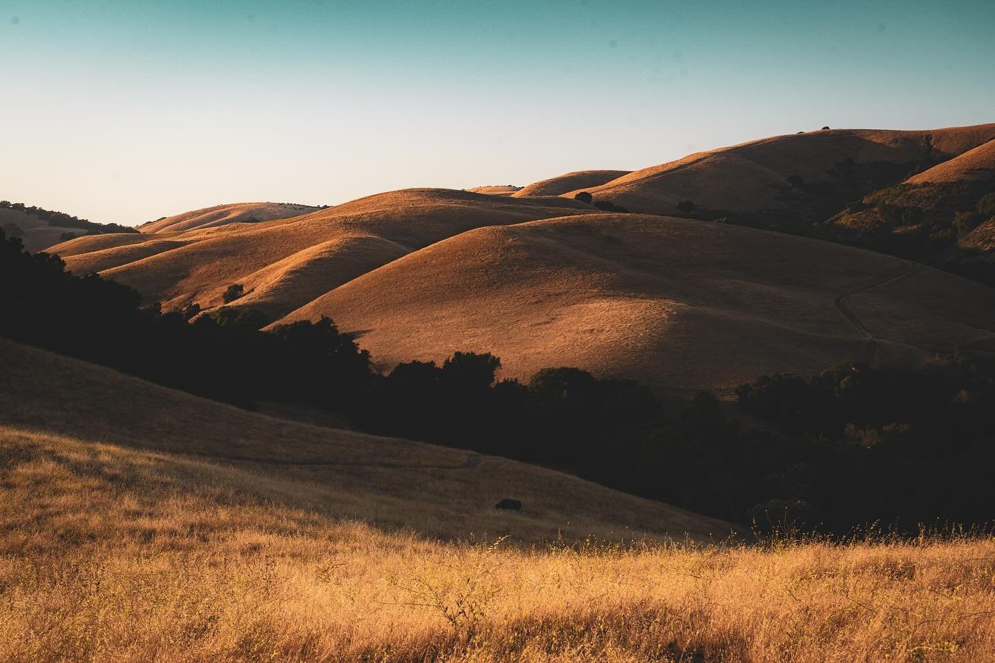 The hills fold and rise like quiet breath beneath a late sun&mdash;soft lines drawn by time, held in gold and shadow.

#goldenhills #californiadreaming #landscapephotography #sunsetlight #hikingviews #moodytones #naturecaptures #wanderlustdaily #quie