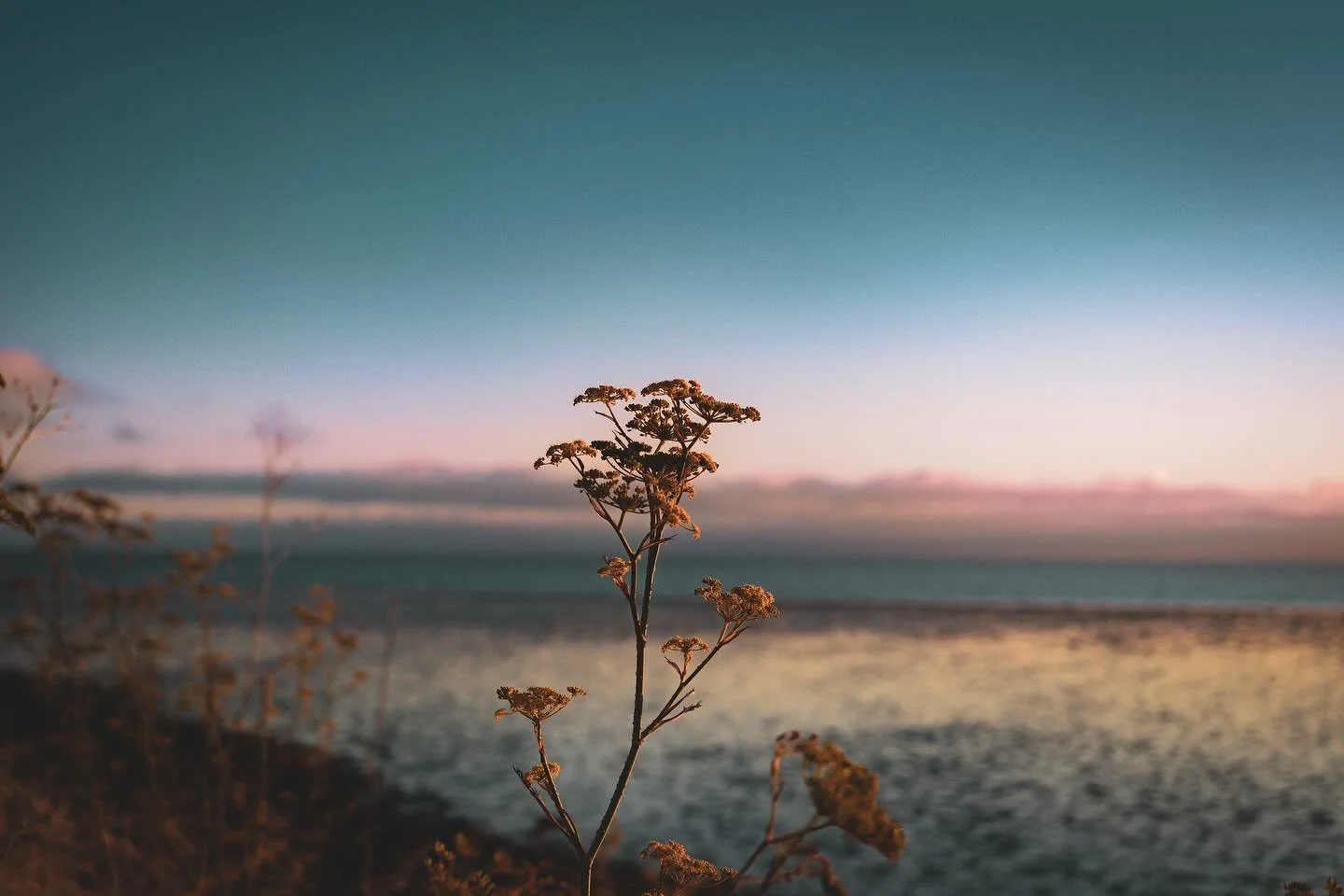 A single bloom, holding the last light of day as the horizon softens into quiet hues.

#goldenhourflower #coastalcalm #sunsettones #wildbloom #naturemood #earthdetail #oceanhorizon #quietbeauty #magicrealismphoto #earthpoetry #wildandfree #pastelhues