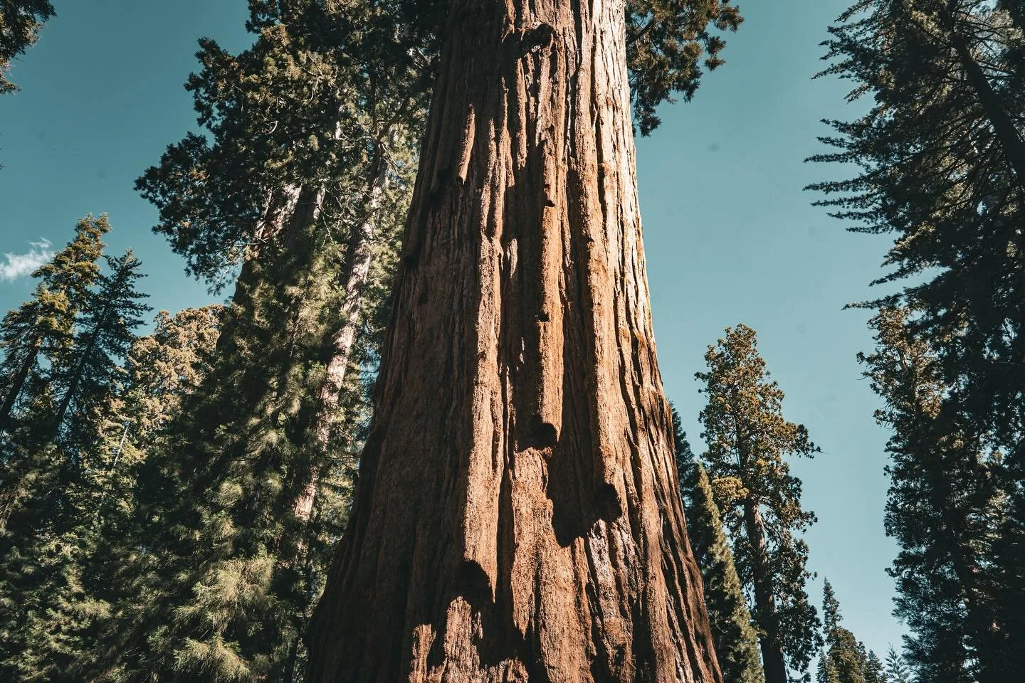 Among giants. These ancient sequoias have seen centuries pass, yet stand steady and reaching skyward, a quiet testament to resilience and time.

#SequoiaNationalForest #NaturePhotography #MajesticTrees #WildernessCulture #LandscapePhotography #Nature