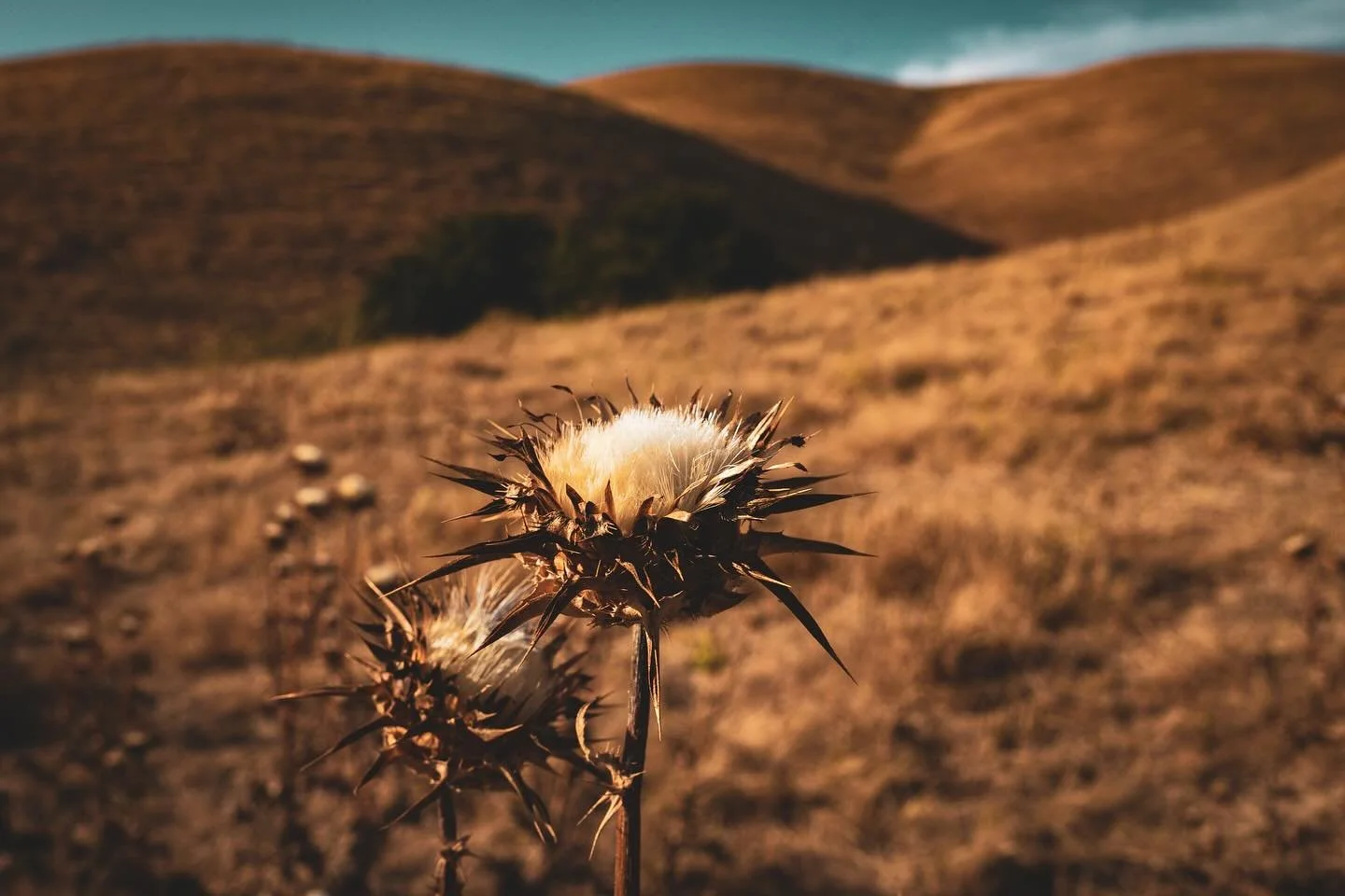 Golden hills under a cloudless sky, where time slows and the land tells stories in rust and thistle.

#GoldenHourGlow #NaturePhotography #RusticCharm #HillsideViews #WesternLandscapes #EarthTextures #CountrysideBeauty #NatureBrilliance #FieldAndSky #