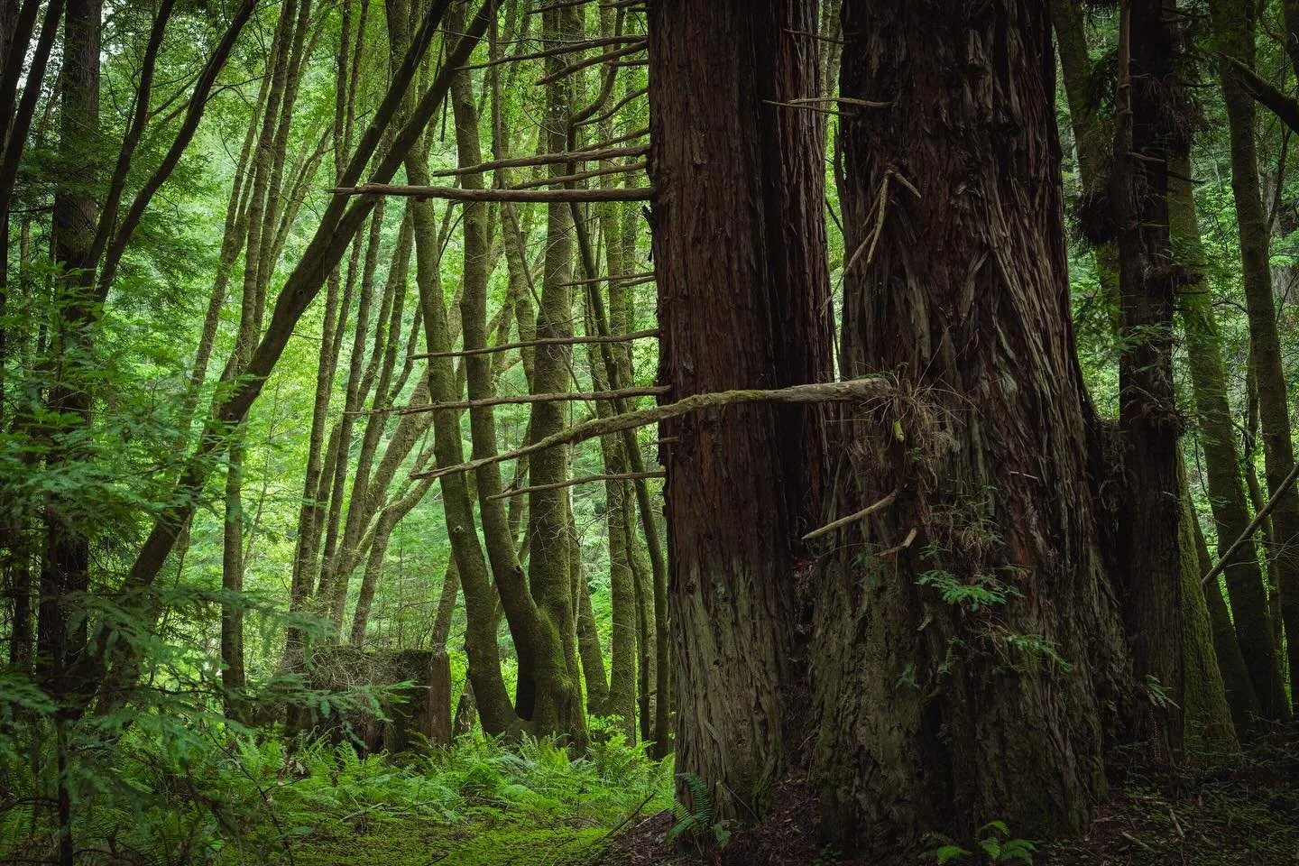 In the stillness of the redwoods, time feels like it exhales. Every sound softens, every breath slows. You don&rsquo;t walk through places like this&mdash;you listen your way through them.

#quietadventure #redwoods #forestlight #northerncalifornia #