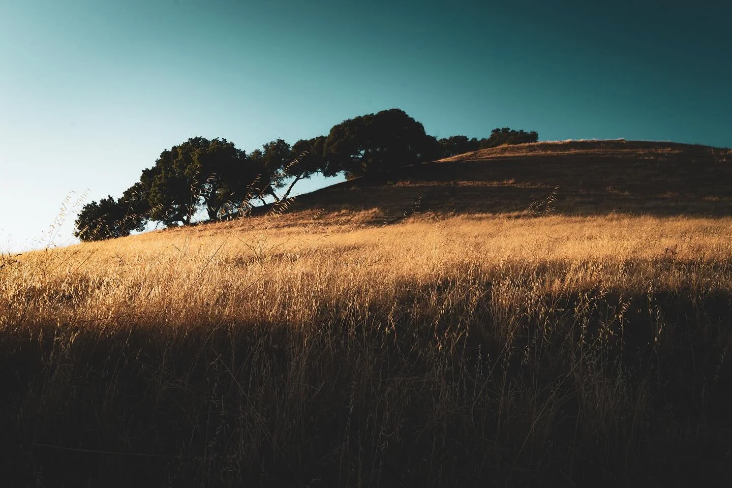 The hills hold a kind of silence that speaks louder than words. Each path, each thistle, each shadowed slope feels like a passage through time &mdash; where the earth remembers and forgives in the same breath.

#quietadventure #californiahills #wande