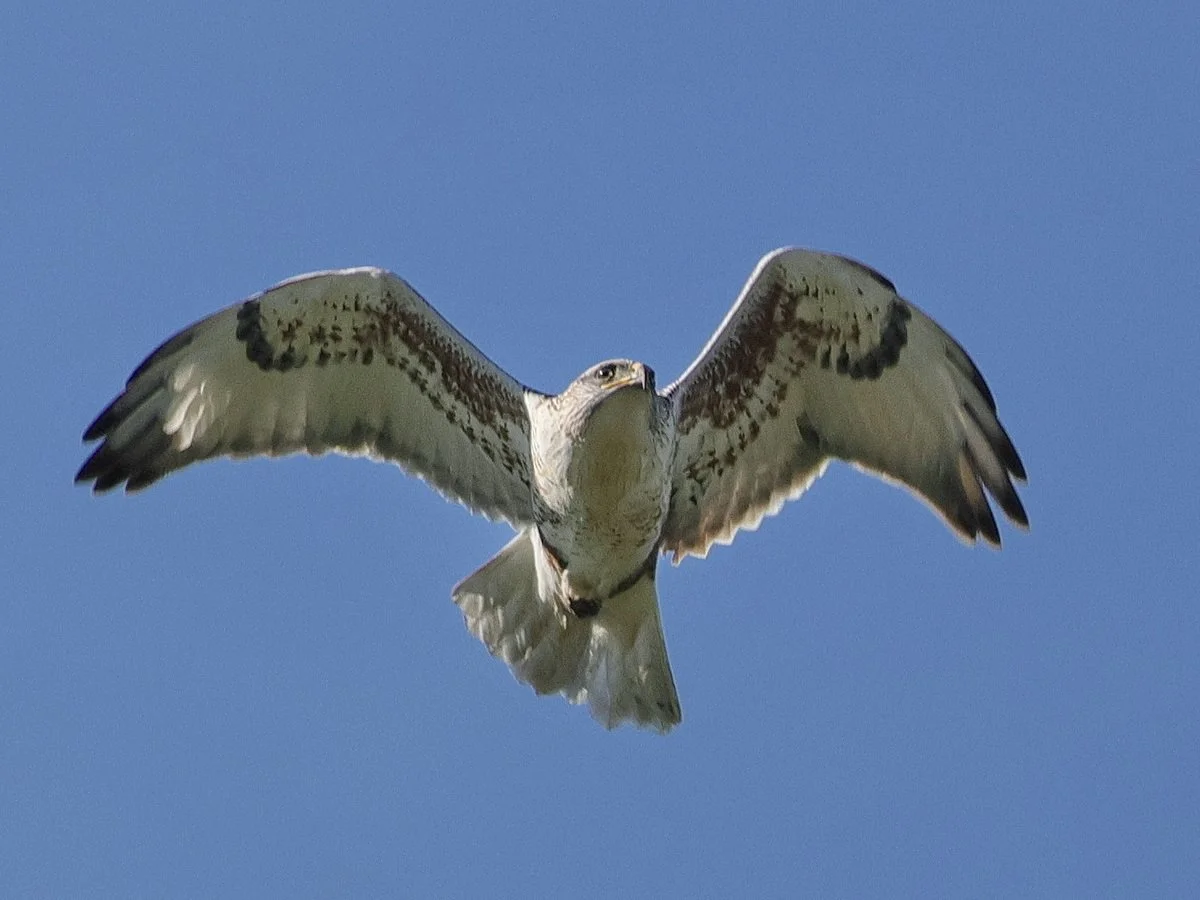 Raptor Run Report 2025