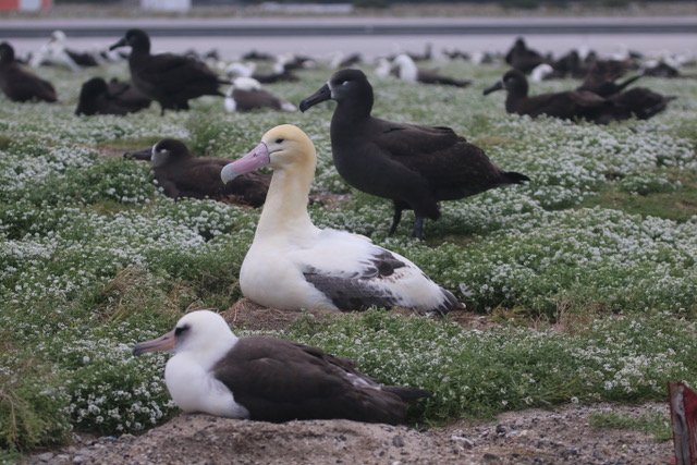 Mendocino Coast Audubon Society Meeting