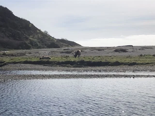 Usal Beach Camping Field Trip