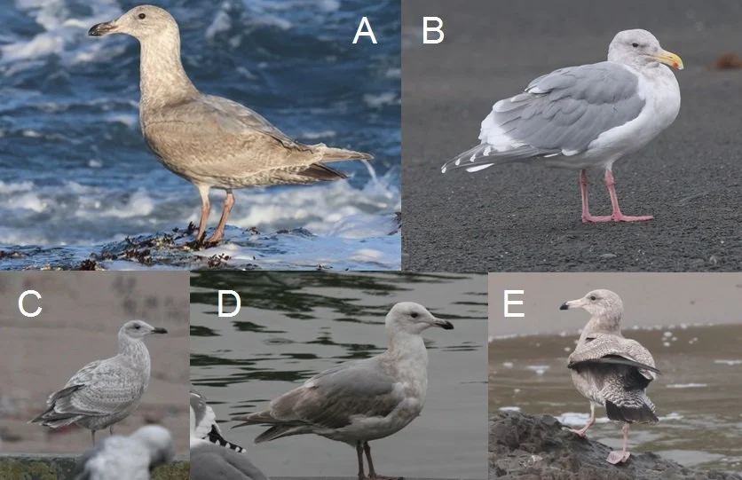 Mendo Gulls, Part 5. Gull flocks, hybrids, and rarities