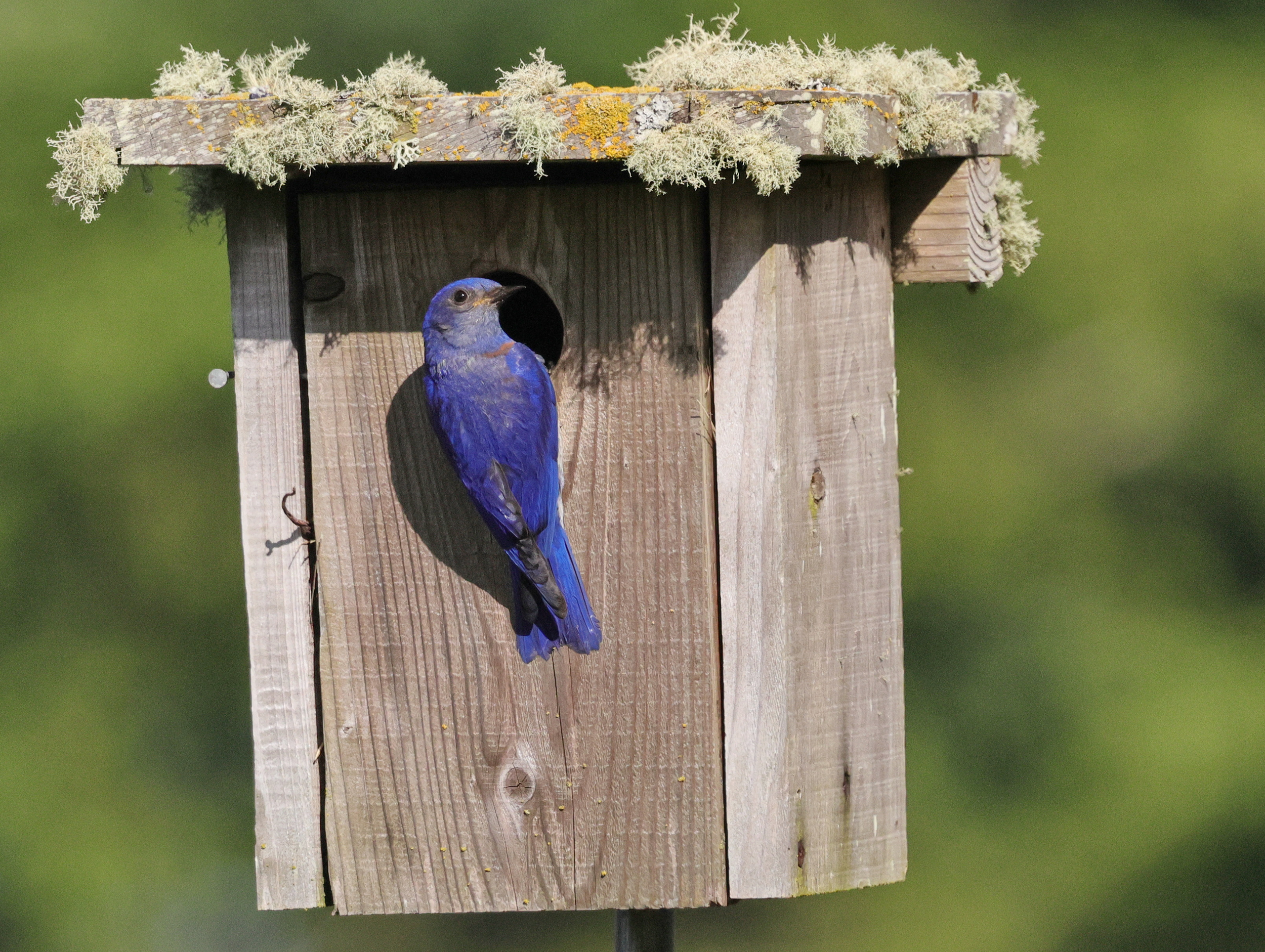 Nest-box building workshop