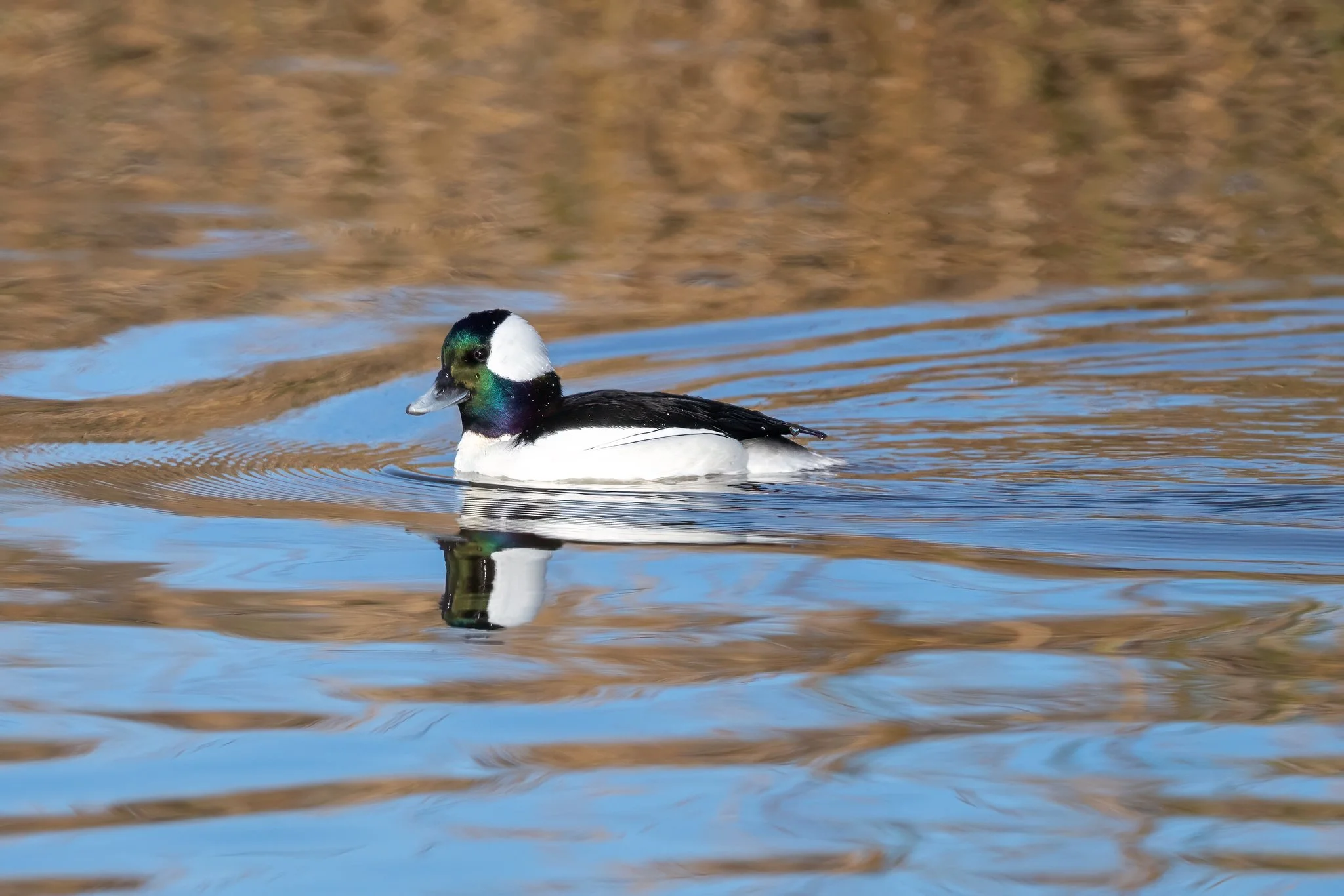 Sightings - January 2026