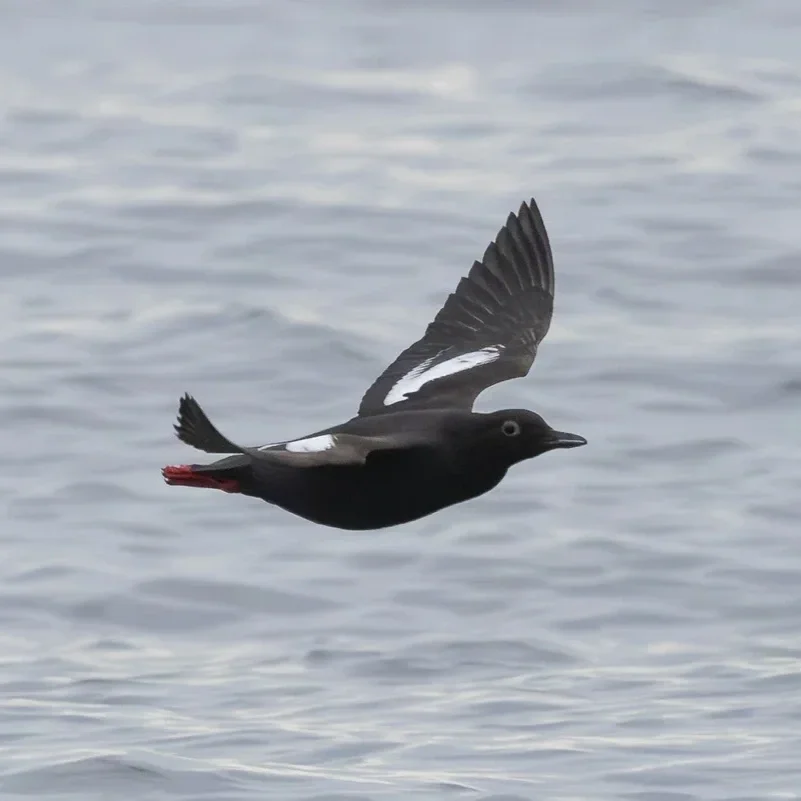 Pelagic Trips - Student Scholarships Spotlight