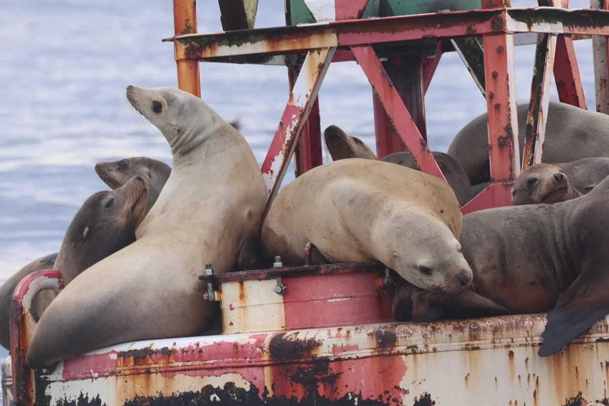 Noyo Pelagics: April Trips Recap