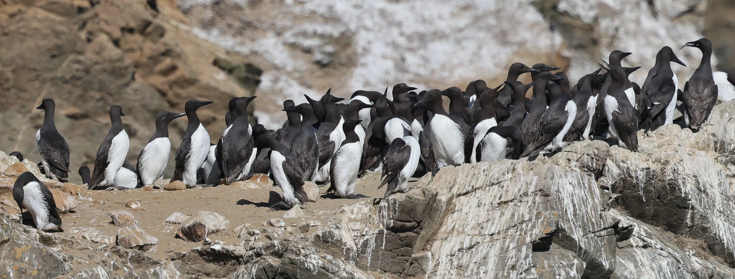 Common Murre Colony