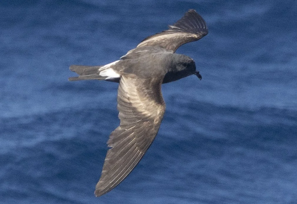 Sightings - August 2026