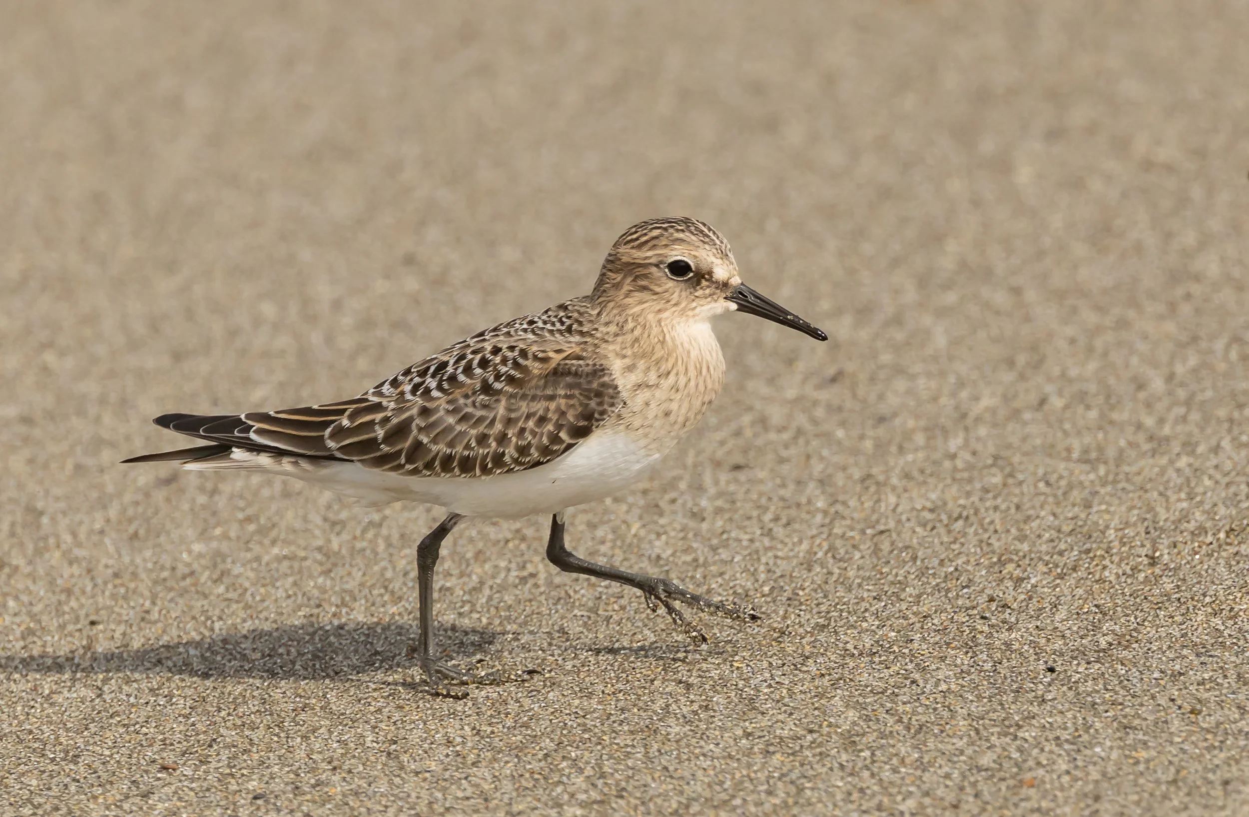 Ten Mile Beach Field Trip - August 2026