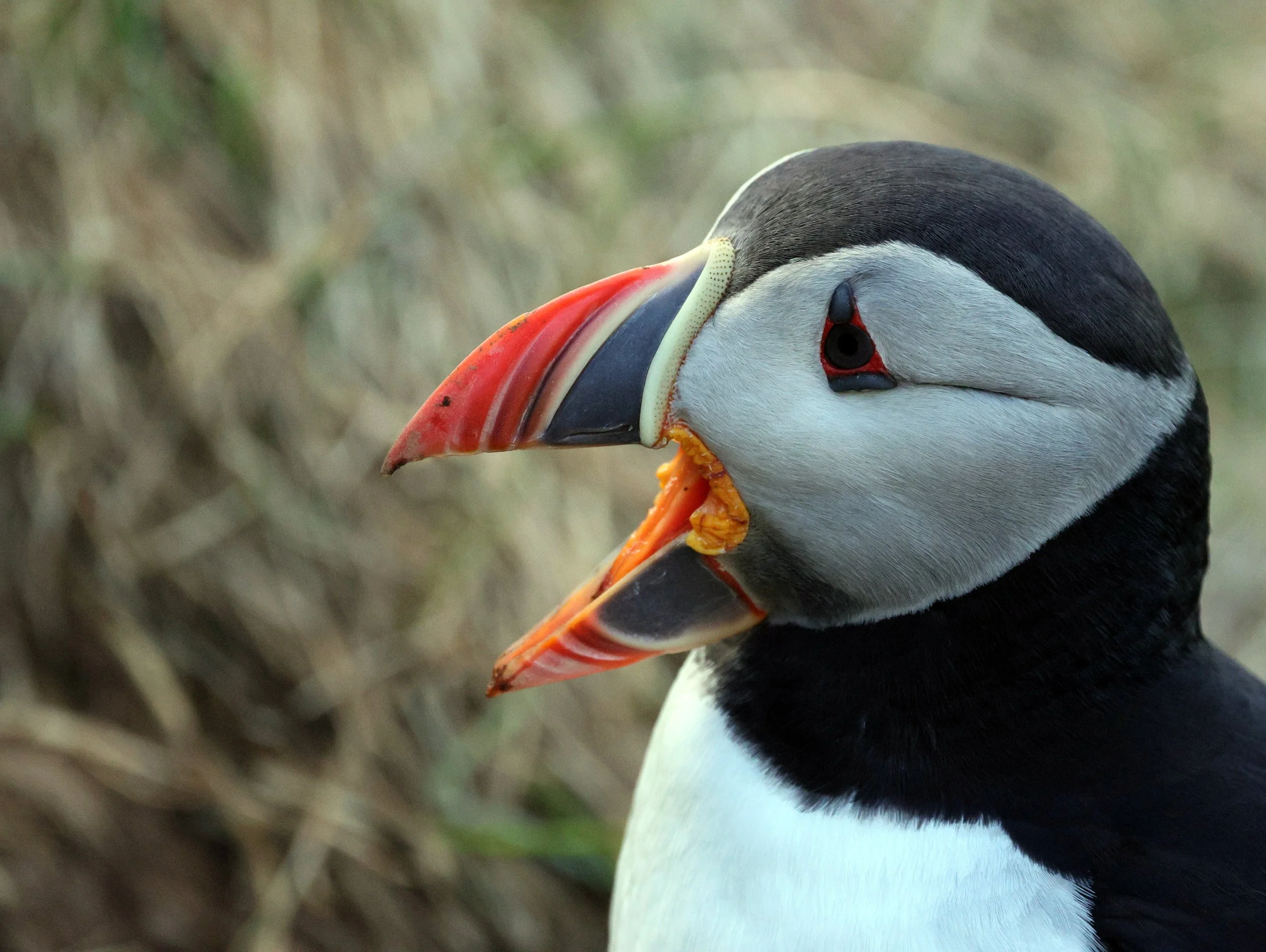 Mendocino Coast Audubon Society Meeting