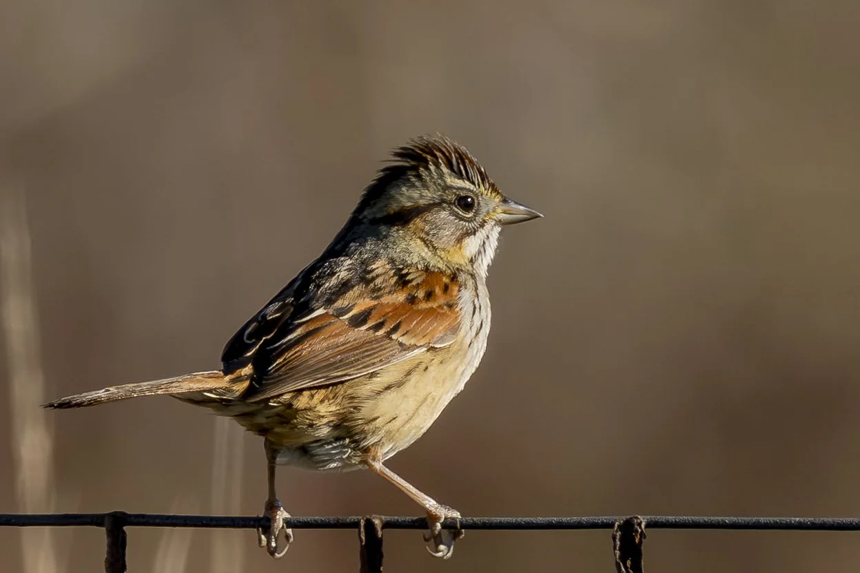 Sightings - December 2025